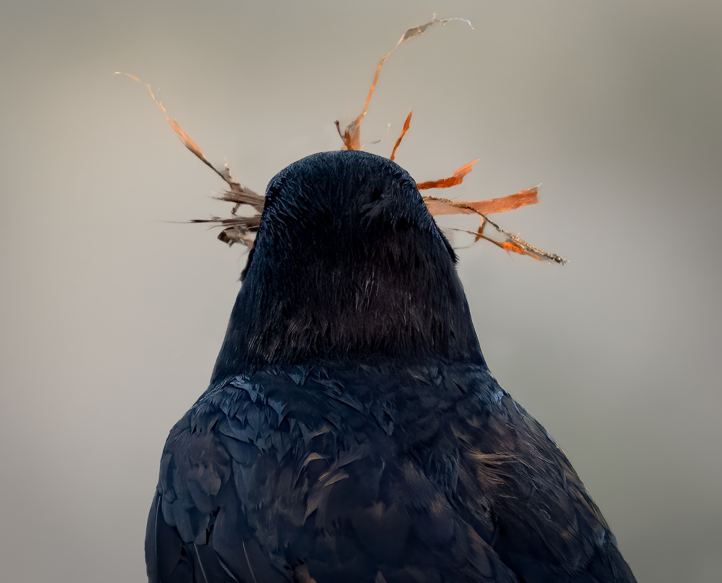 American Crow