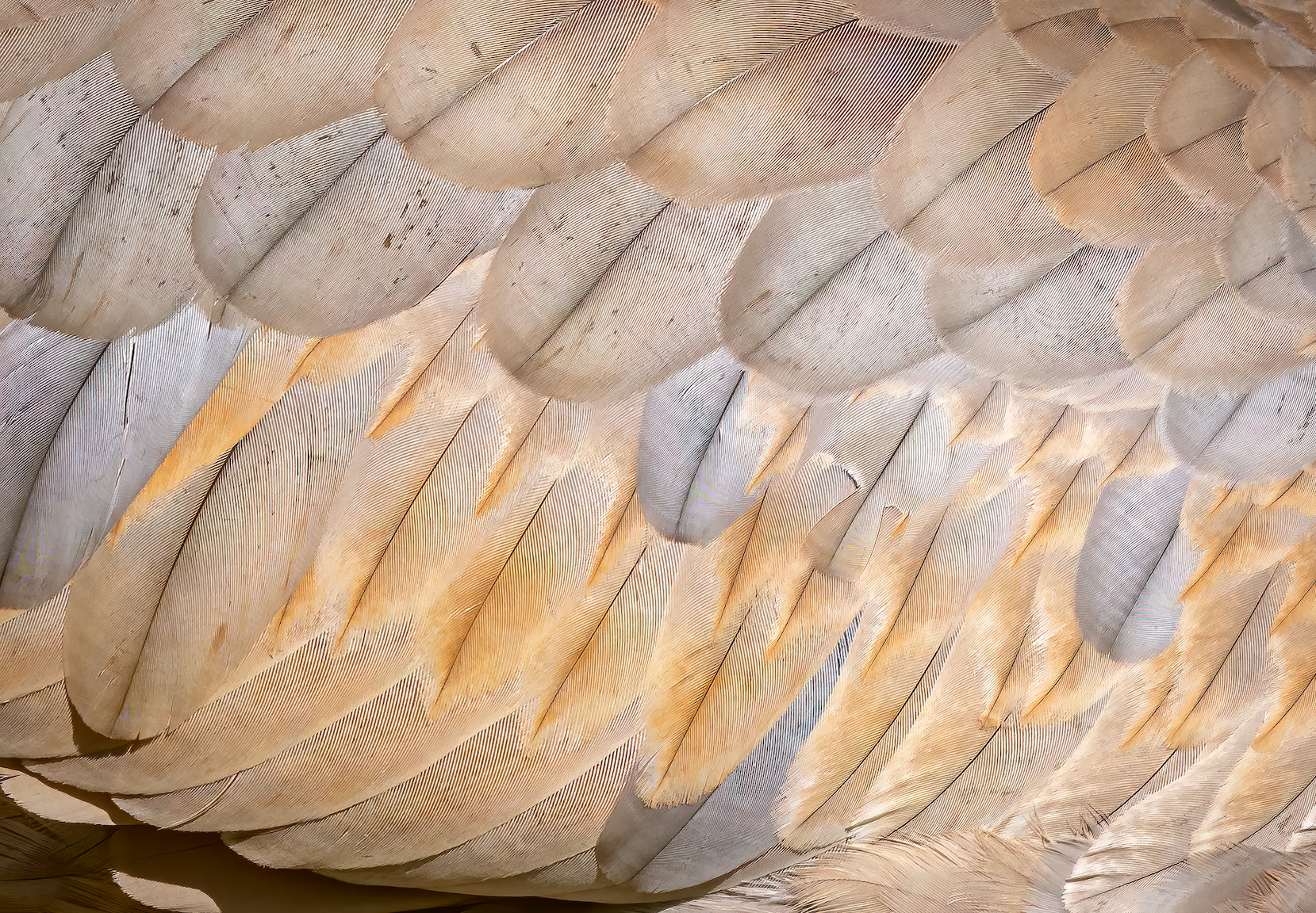 Feathers, Sandhill Crane
