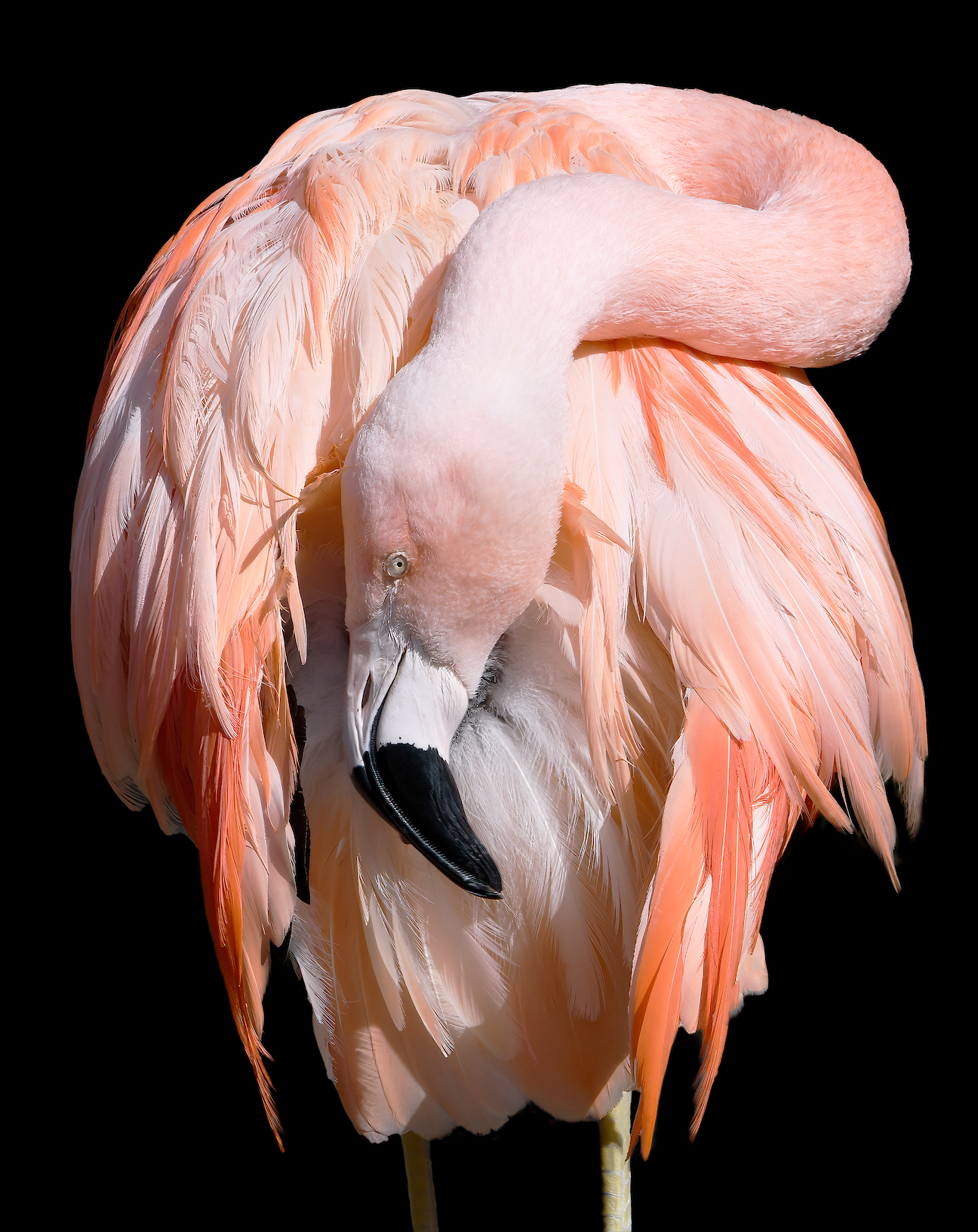 Chilean Flamingo