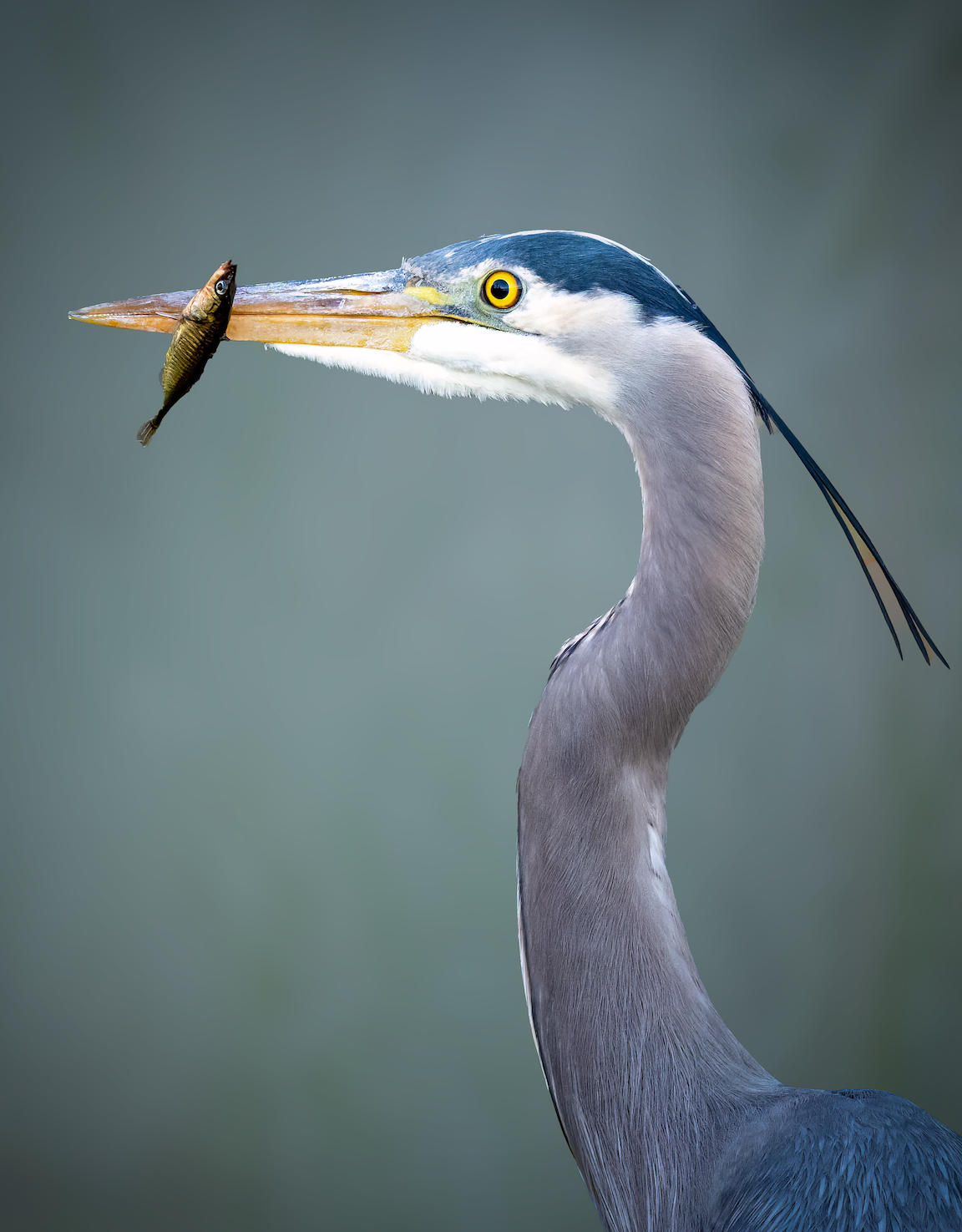 Great Blue Heron, Fishing