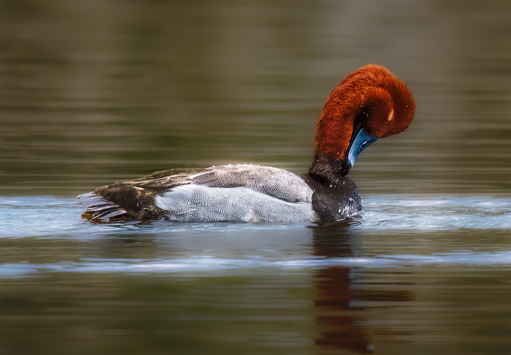 Redhead Down