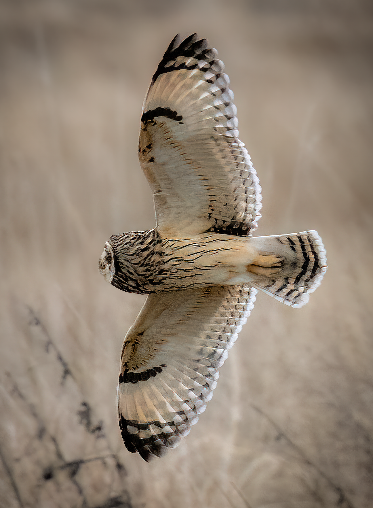 Short-eared Owl, Hunting