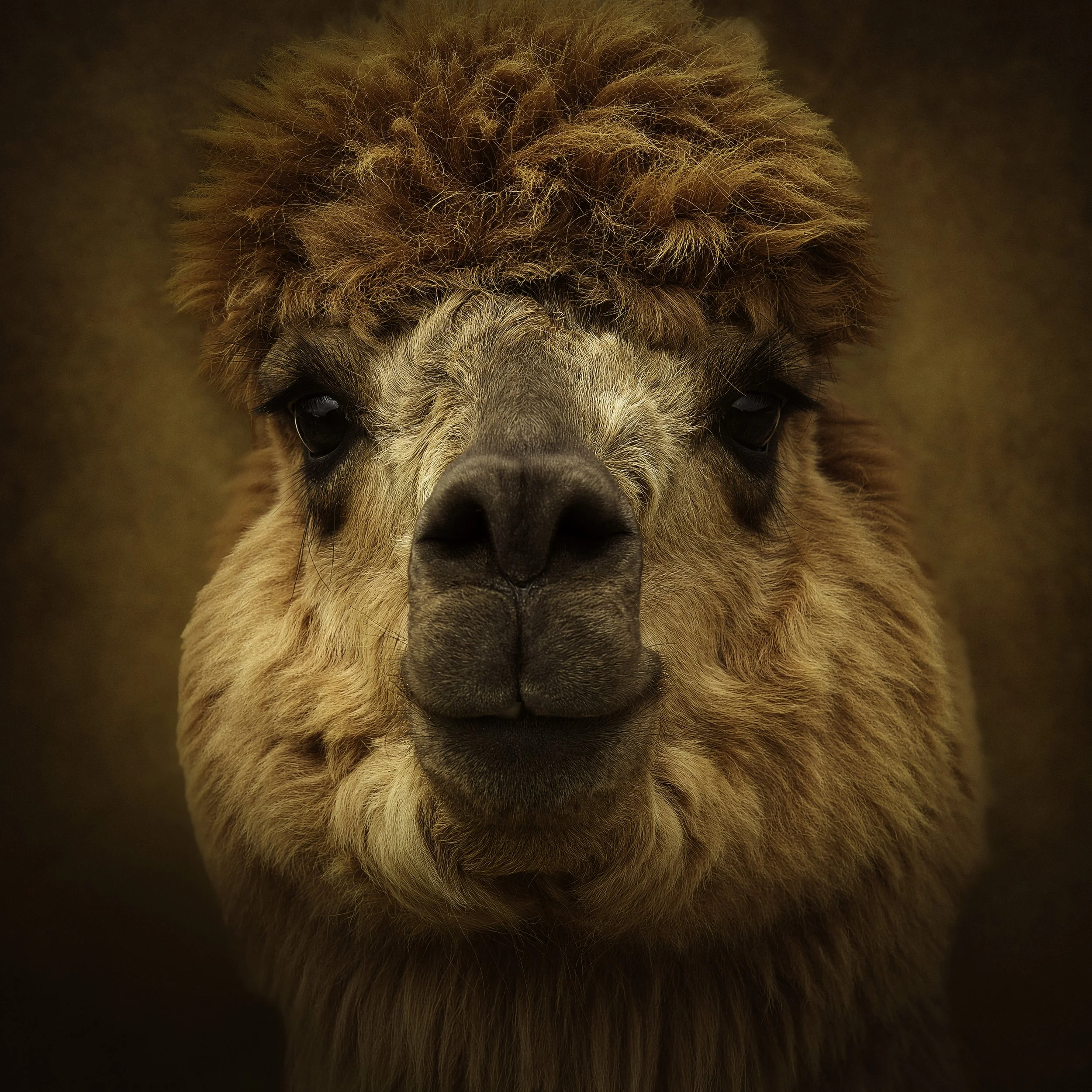 DukeOfDenali.jpg