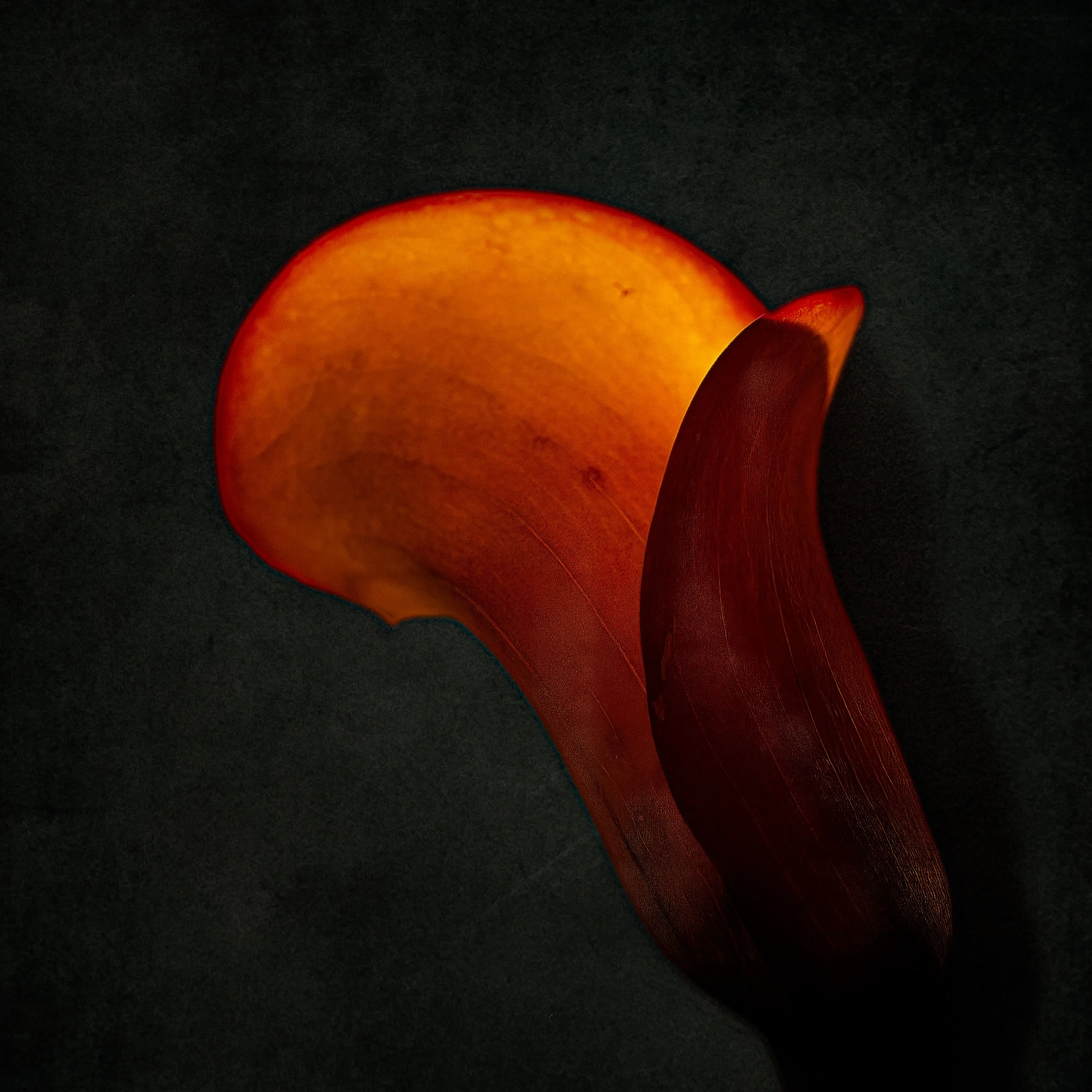 OrangeCalla.jpg