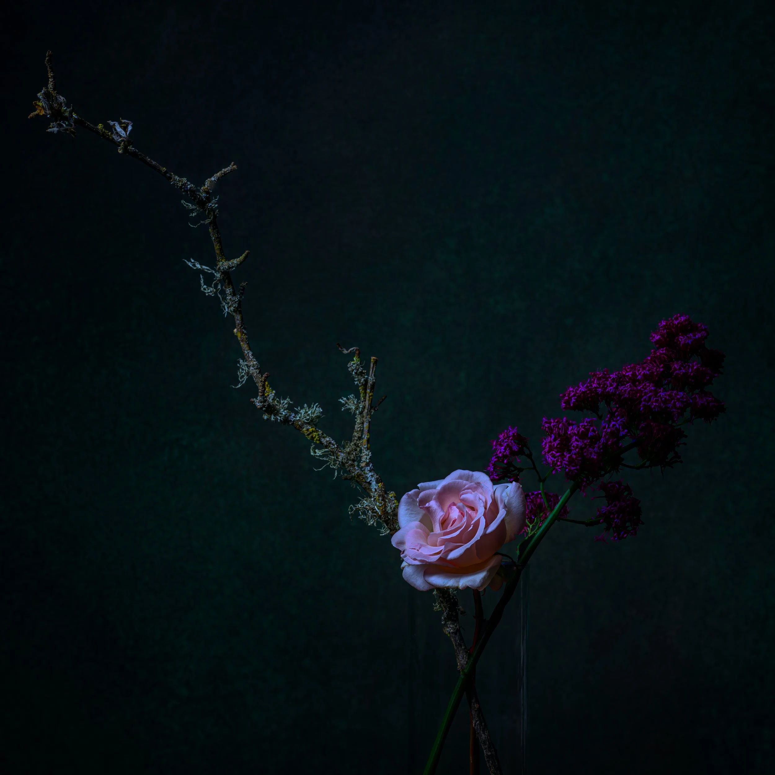 Rose Composition