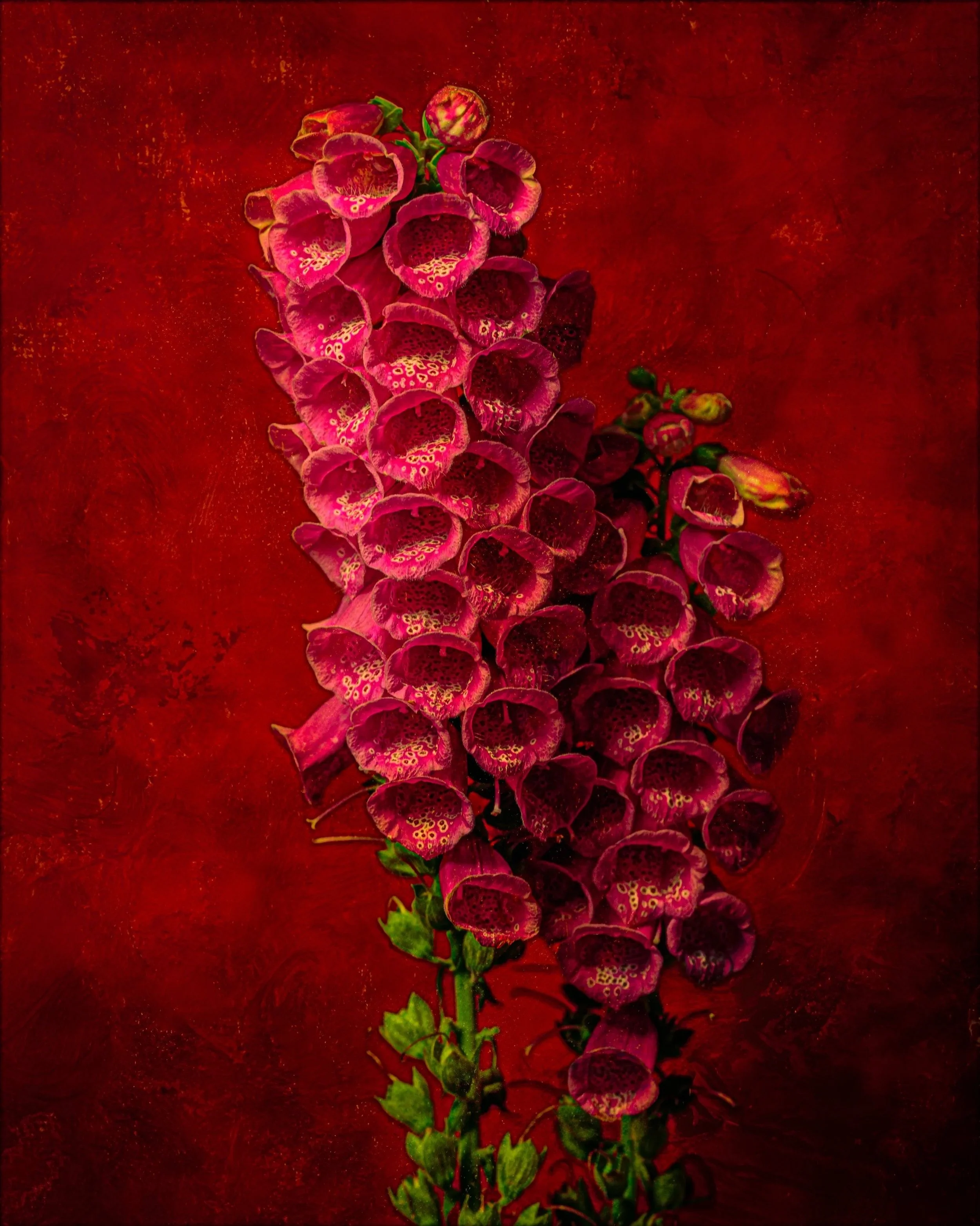 Foxglove Cascade