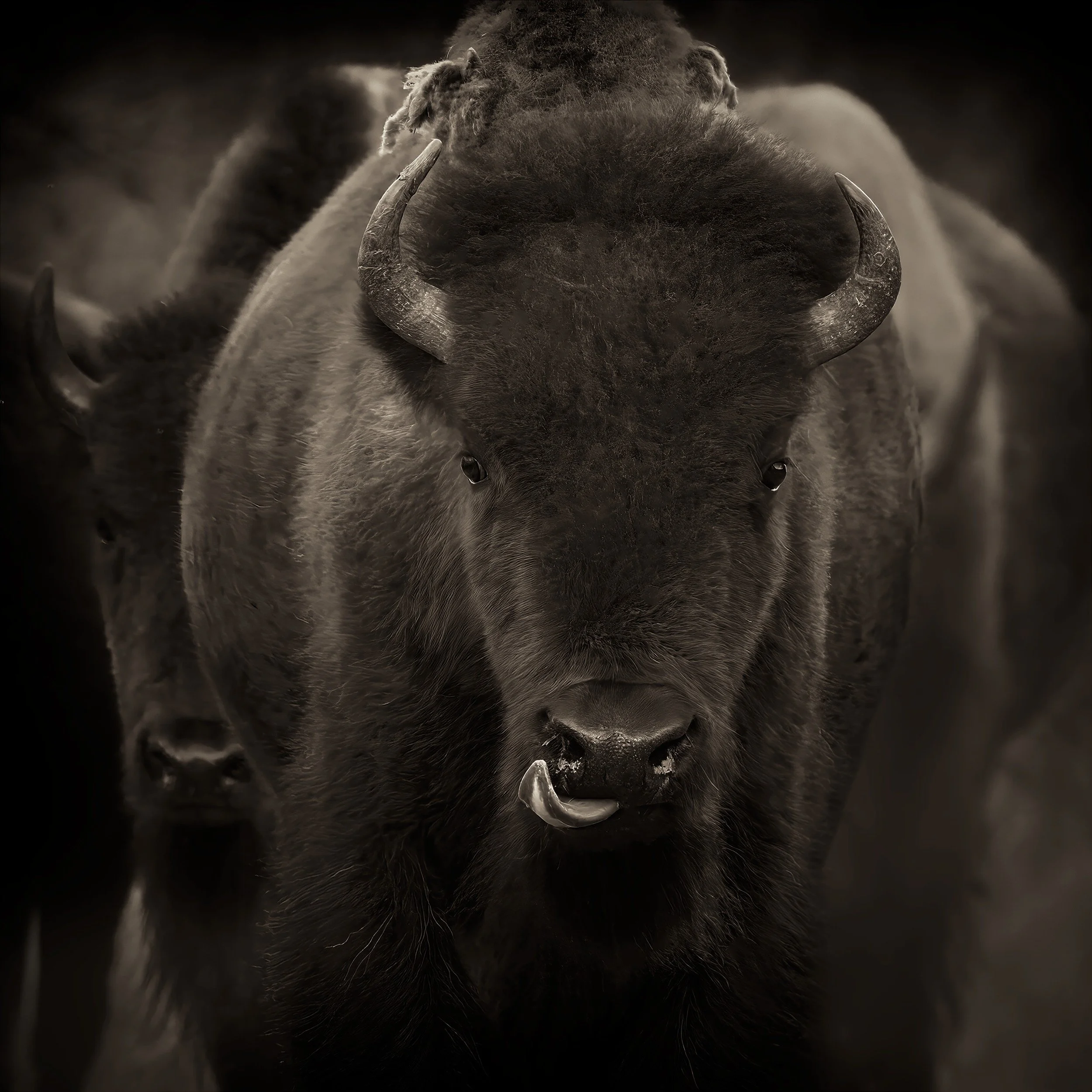 Animal Portraits