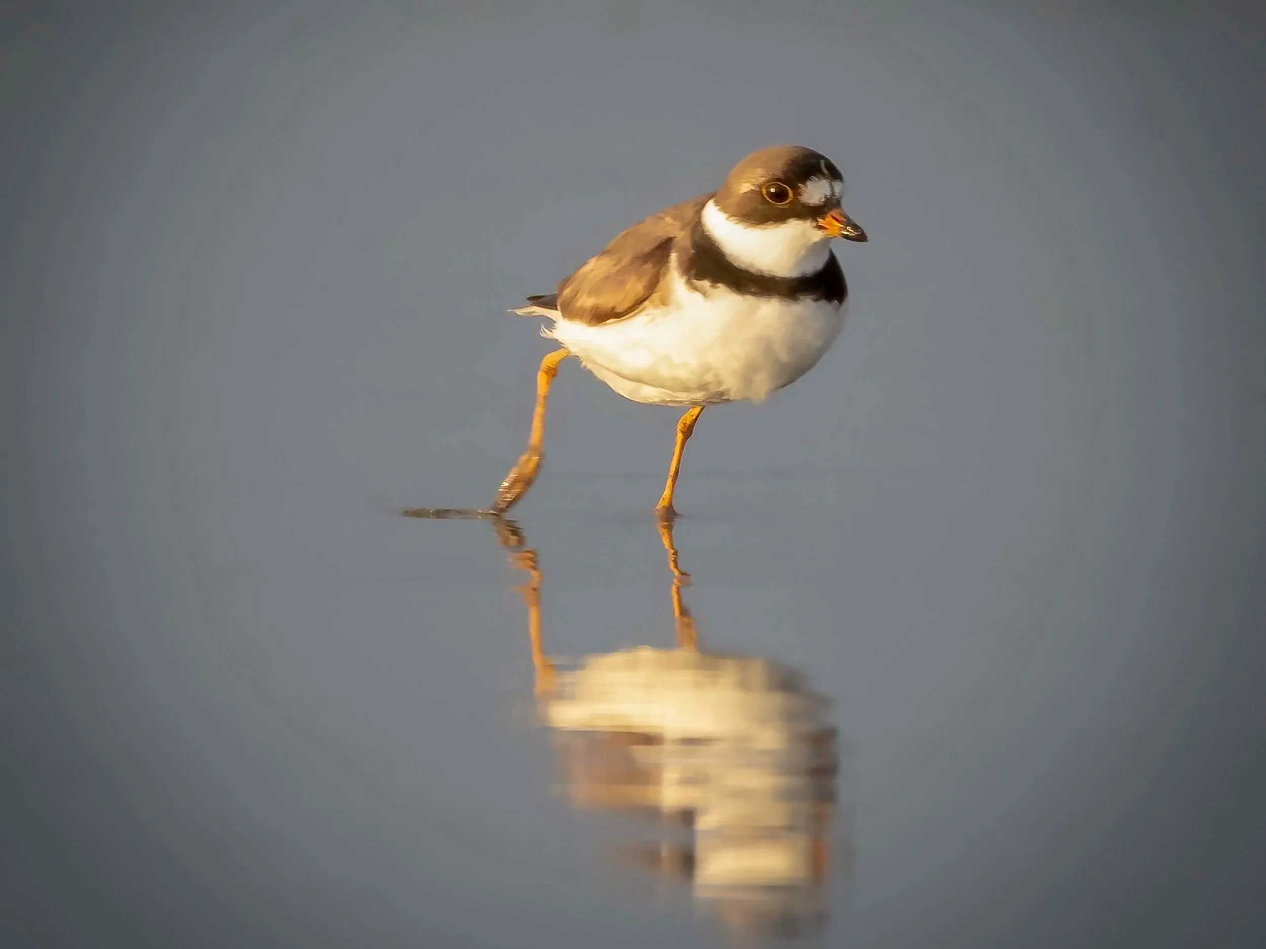 Semipalmated Plover