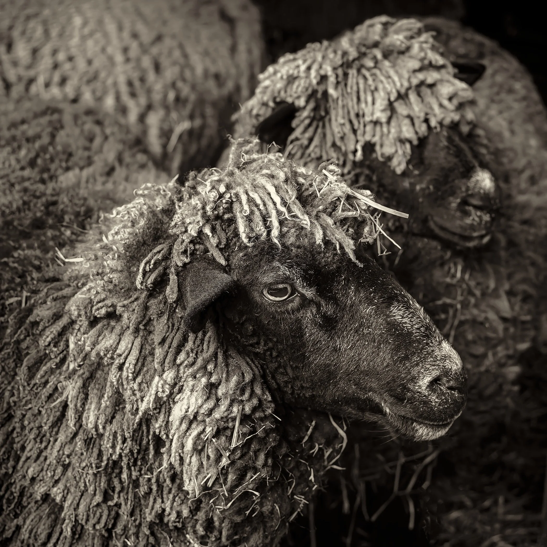 Nora's Sheep (Primrose)