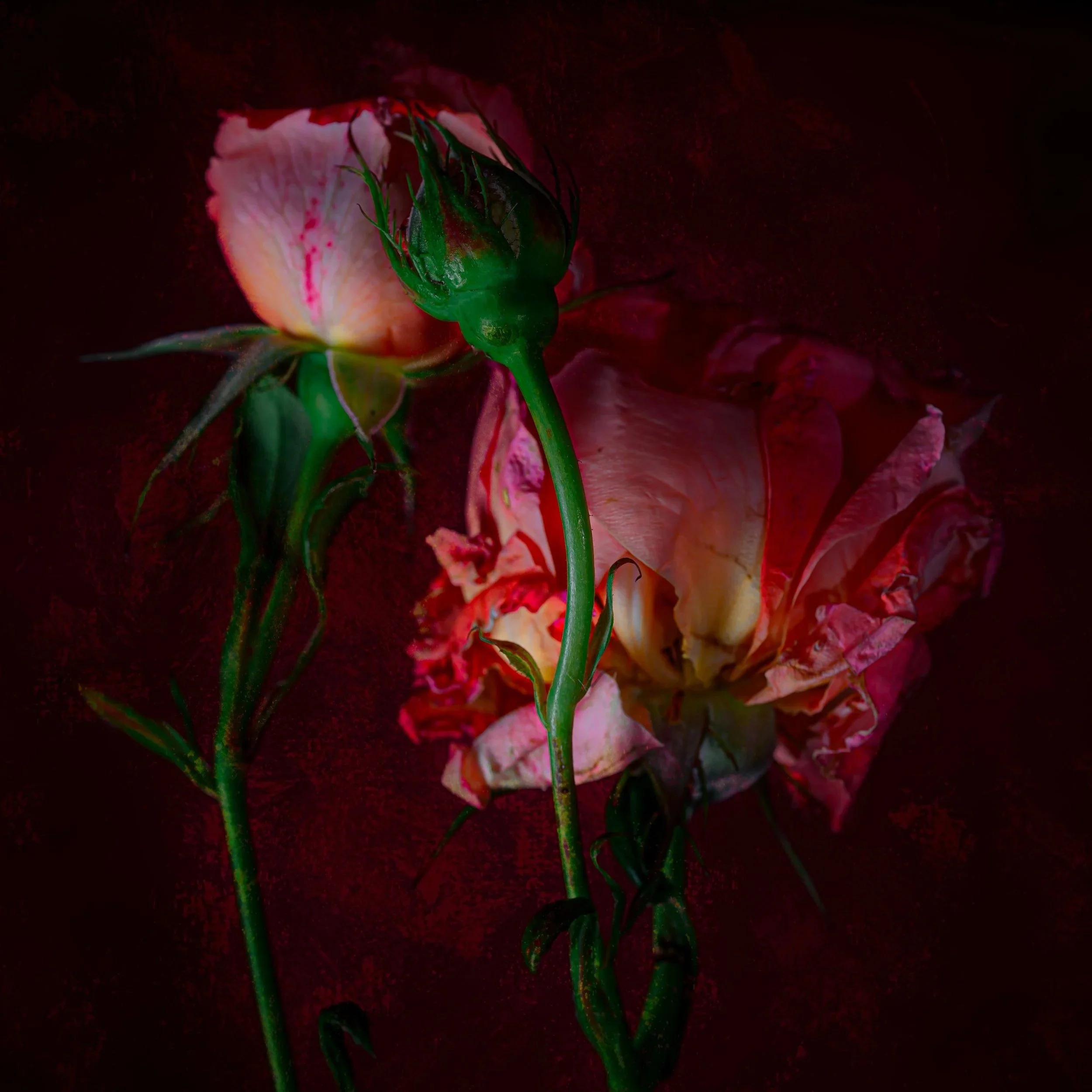 Rosy Shadows