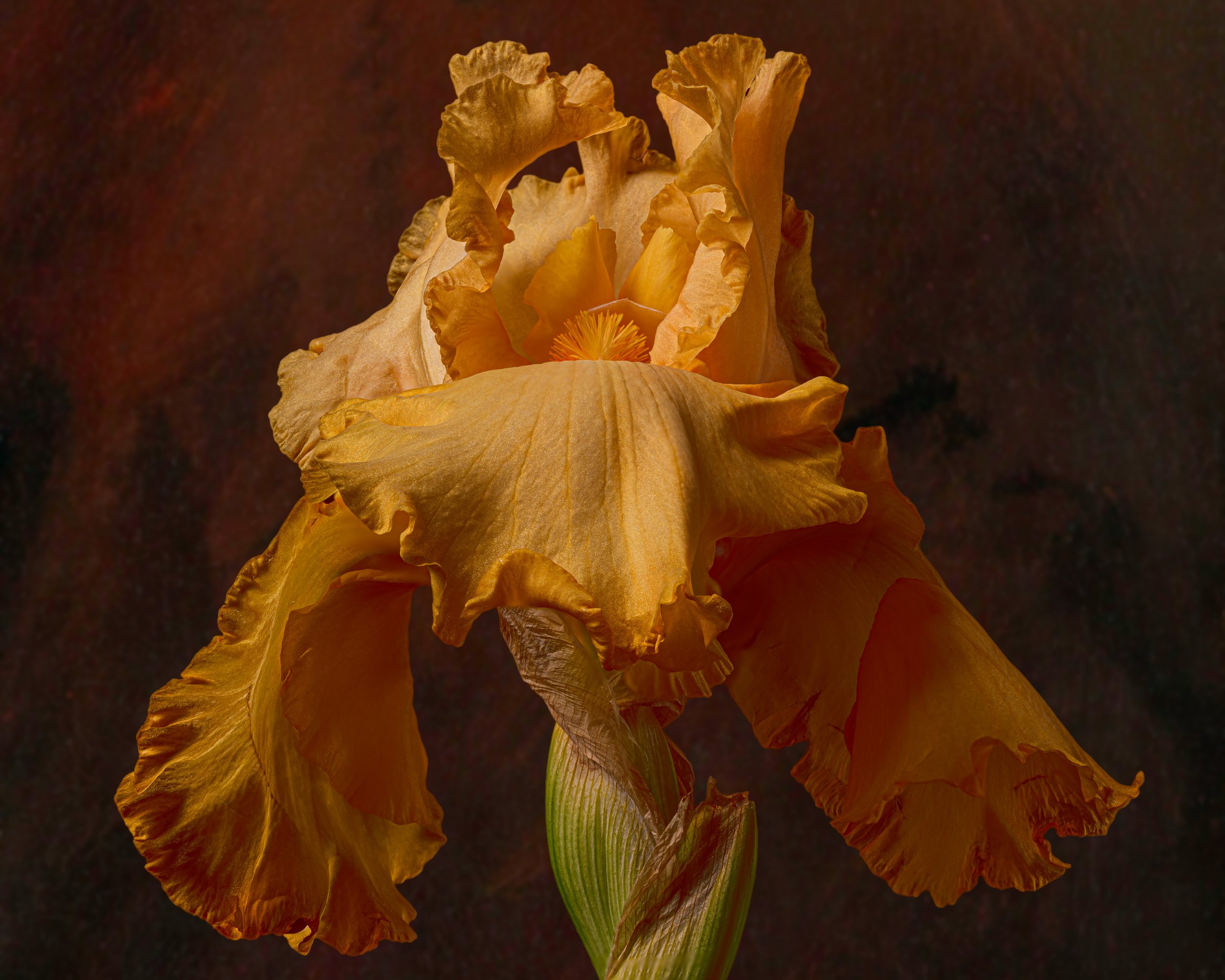 Lady Iris