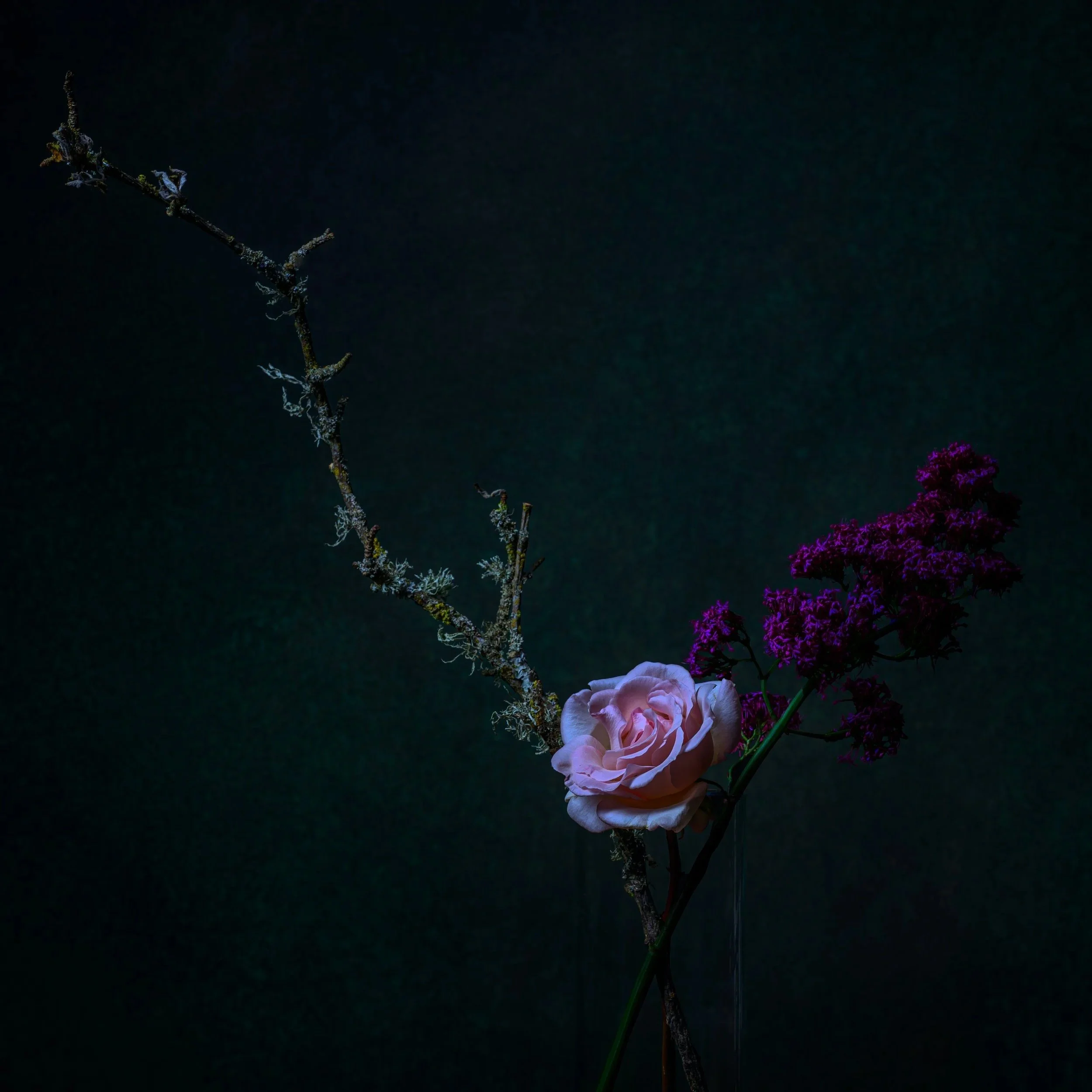 Rose Composition