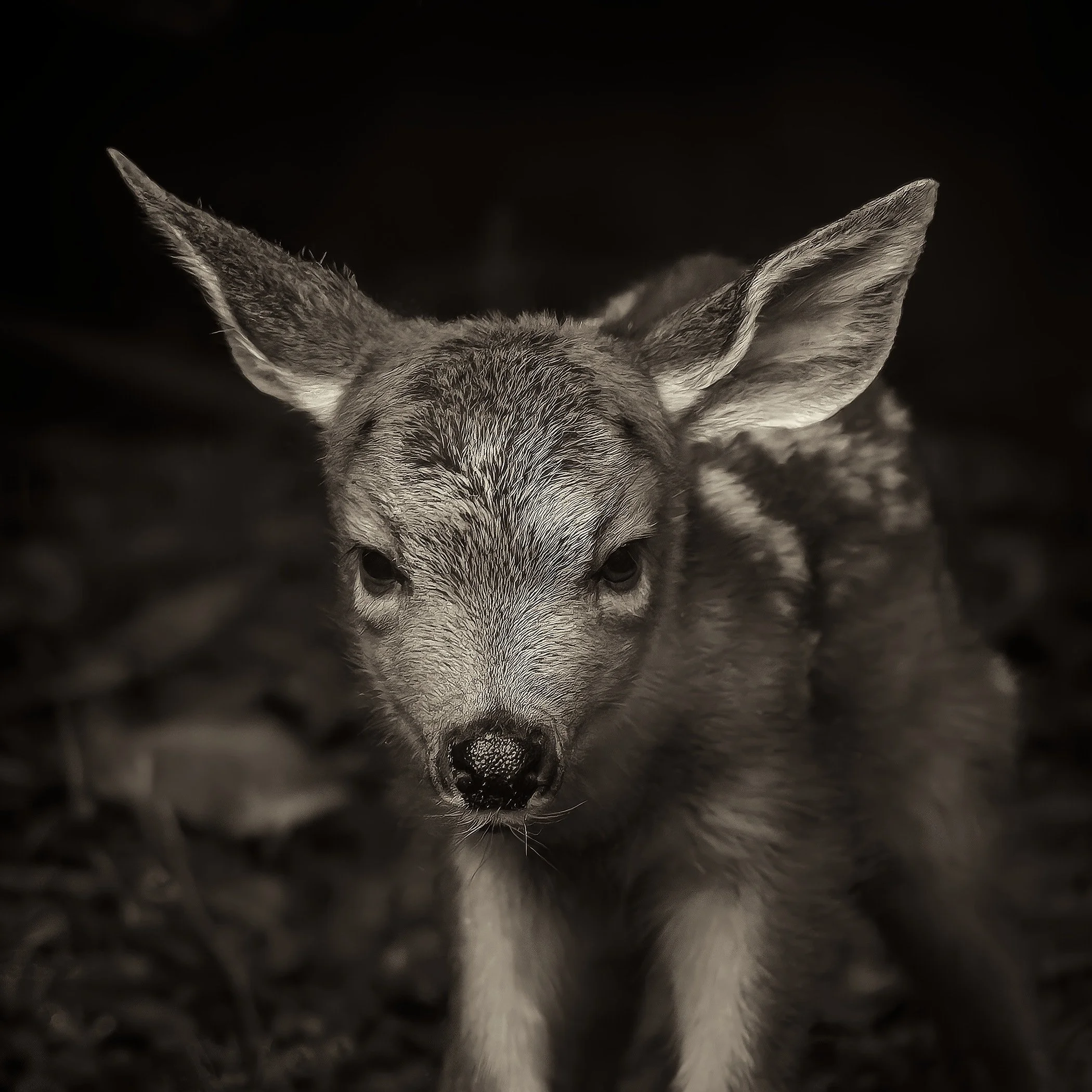 Newborn Fawn
