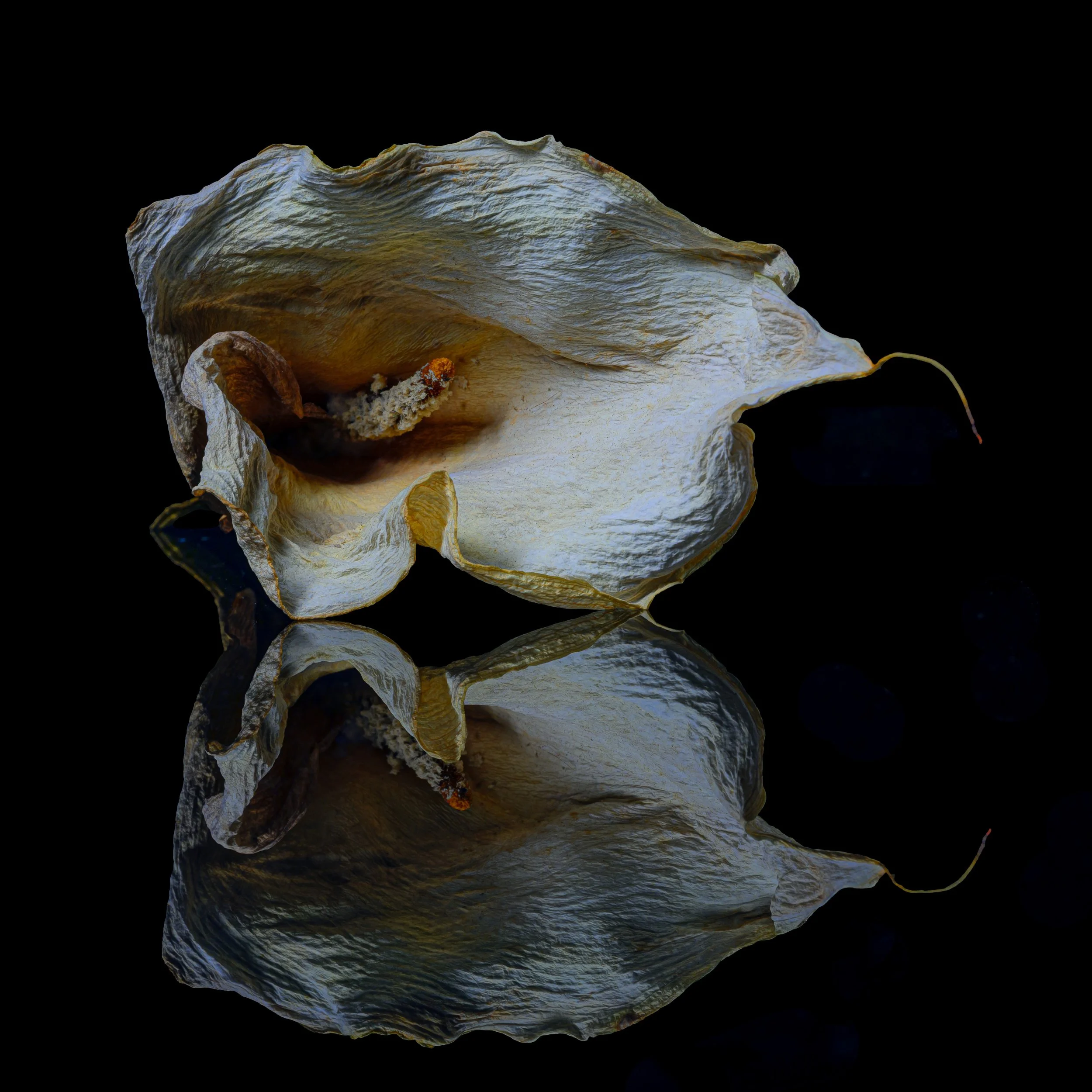 Wrinkled Lily