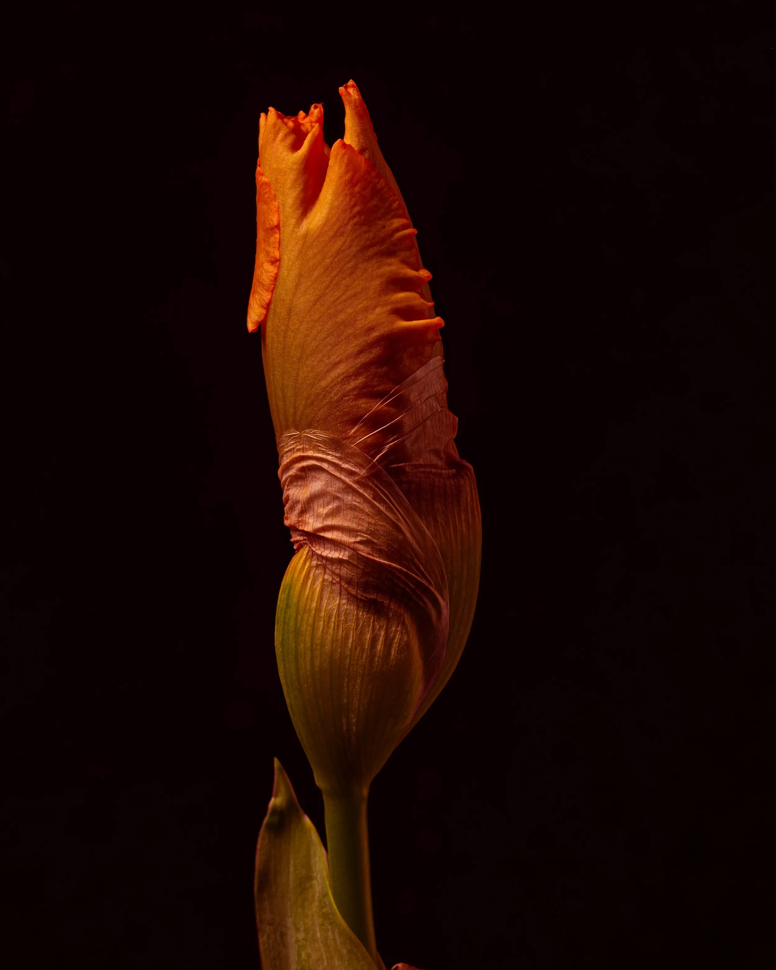 Budding Iris