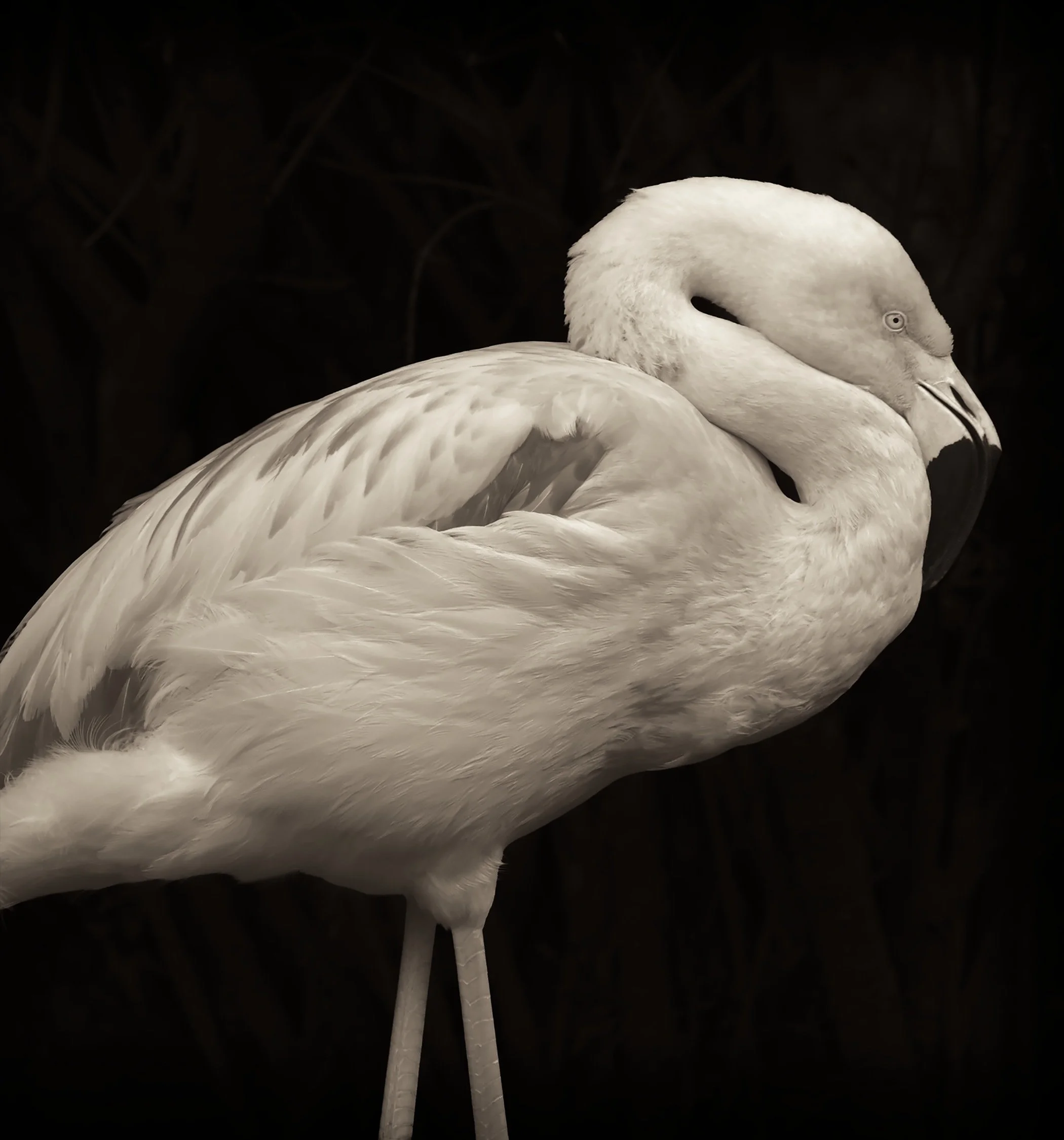Flamingo_S.jpg