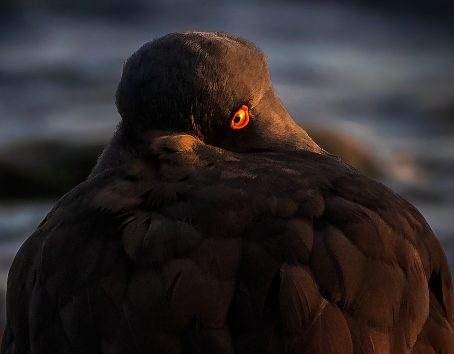 Oystercatcher's Eye