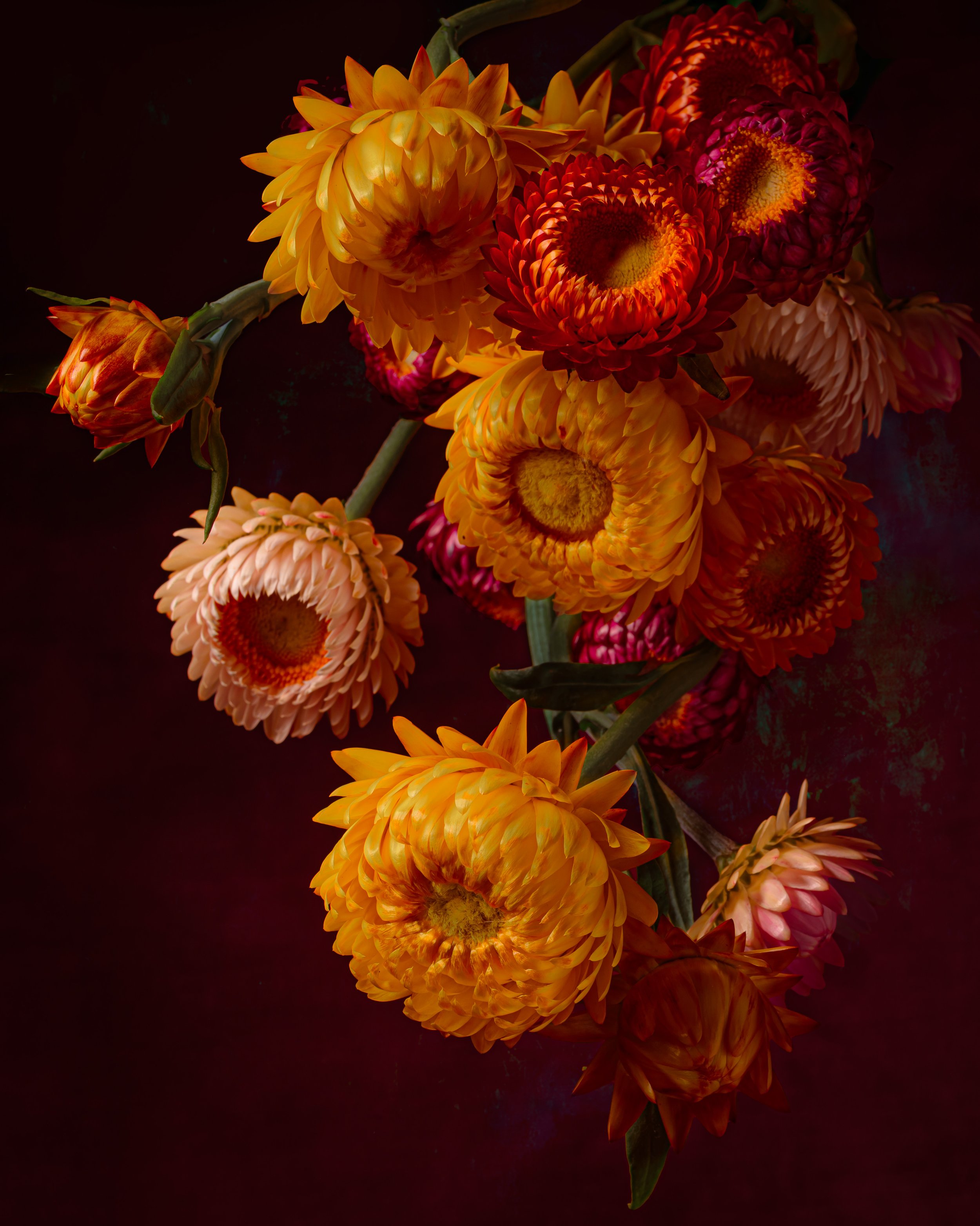 Strawflower Cascade