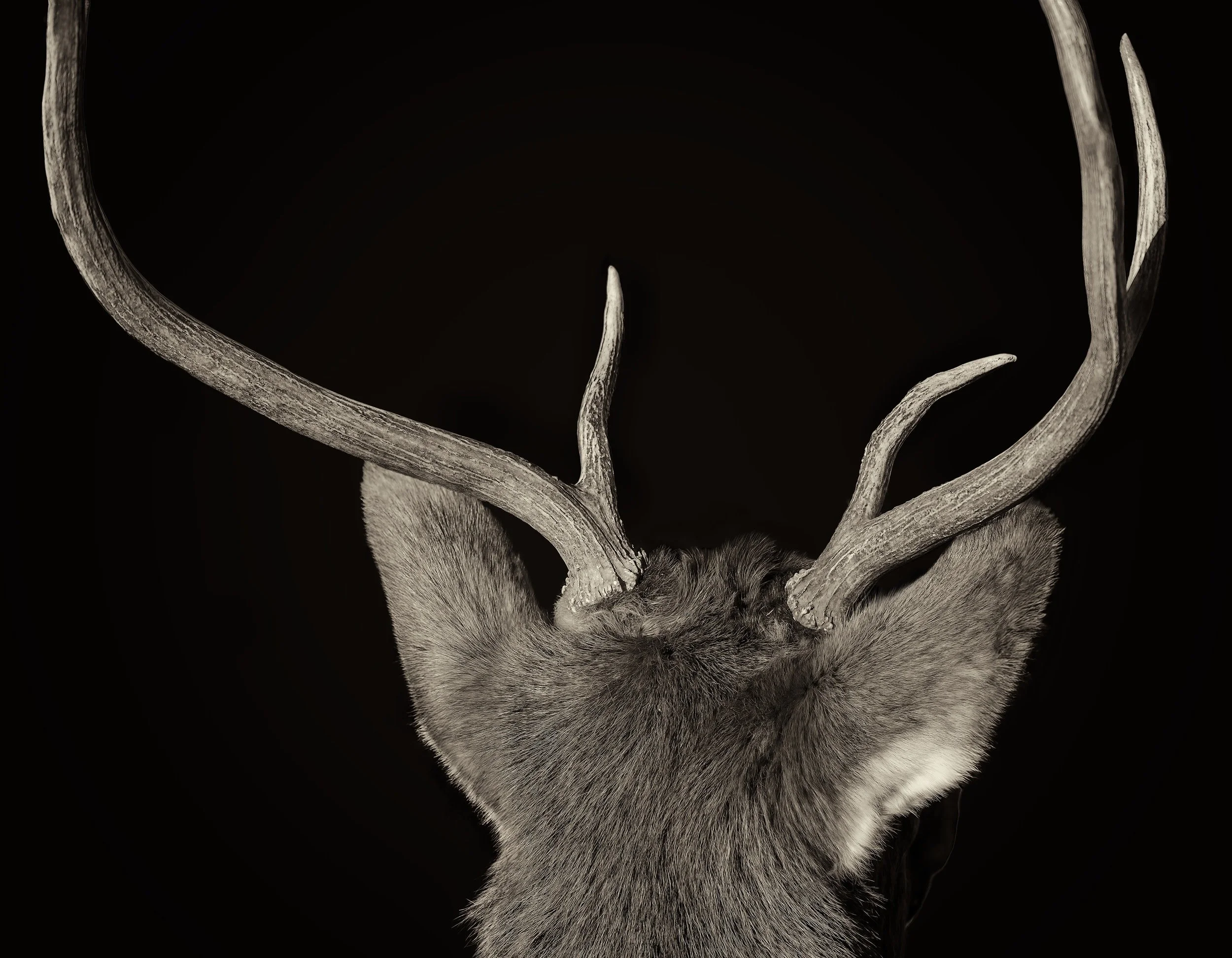 Roosevelt Elk Buck, Yellowstone