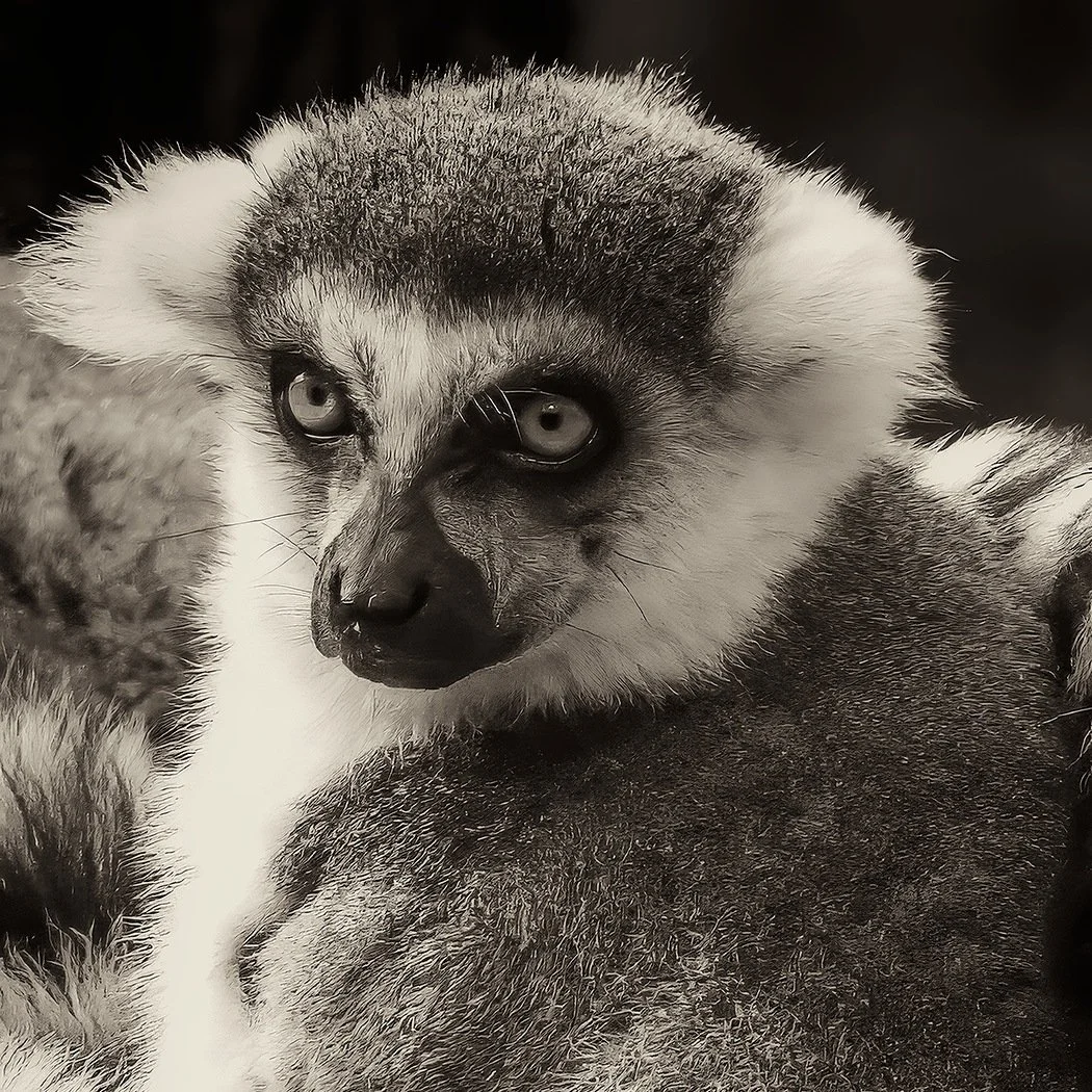 Lemur