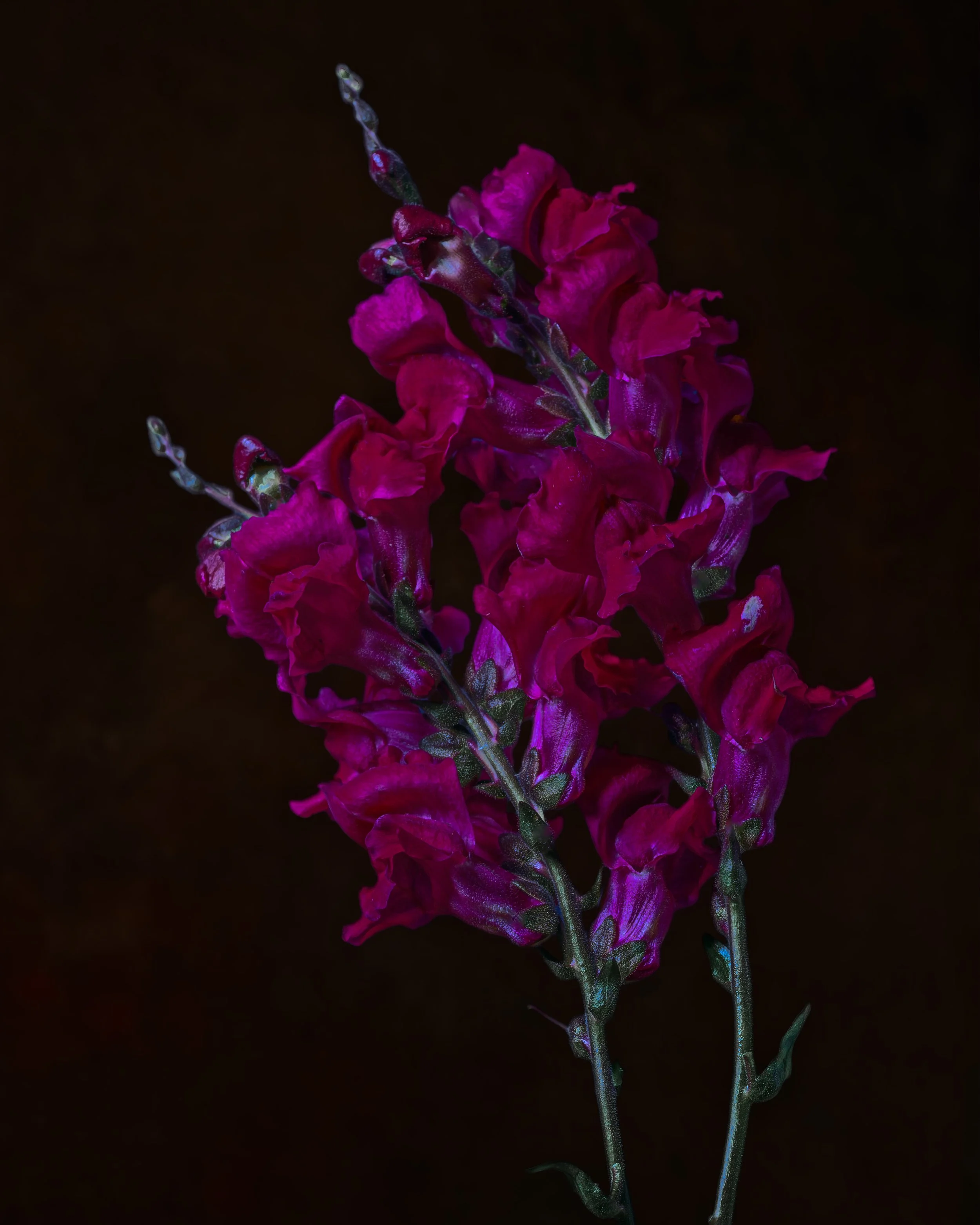Purple Haze