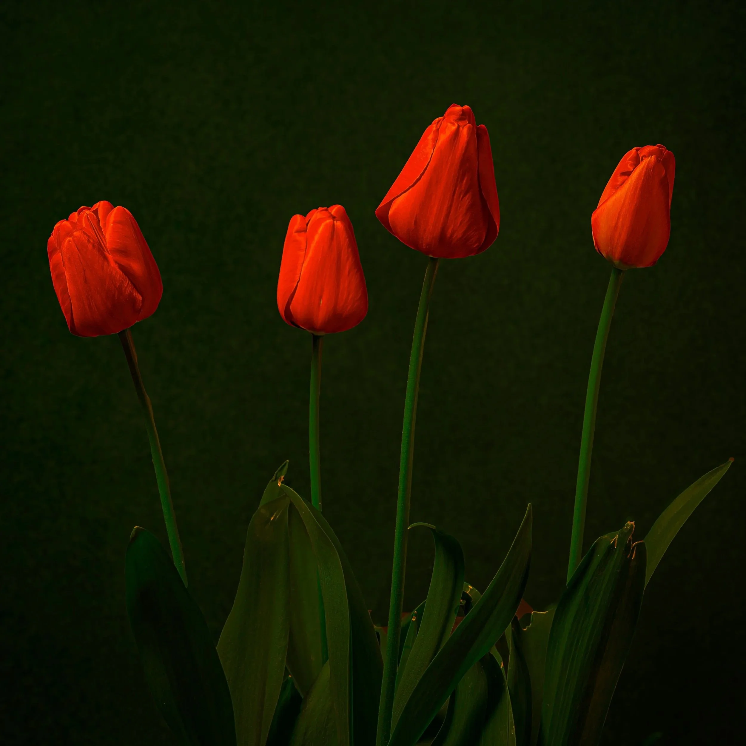 Four Red Tulips