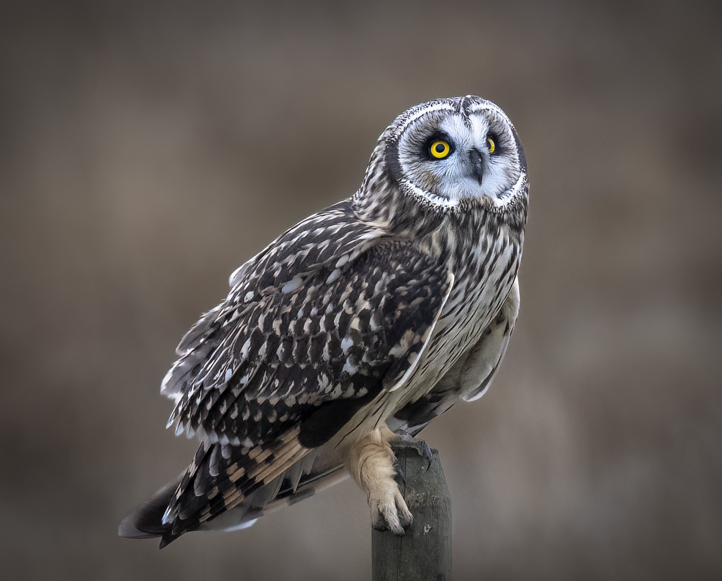 ShortEaredOwl.jpg