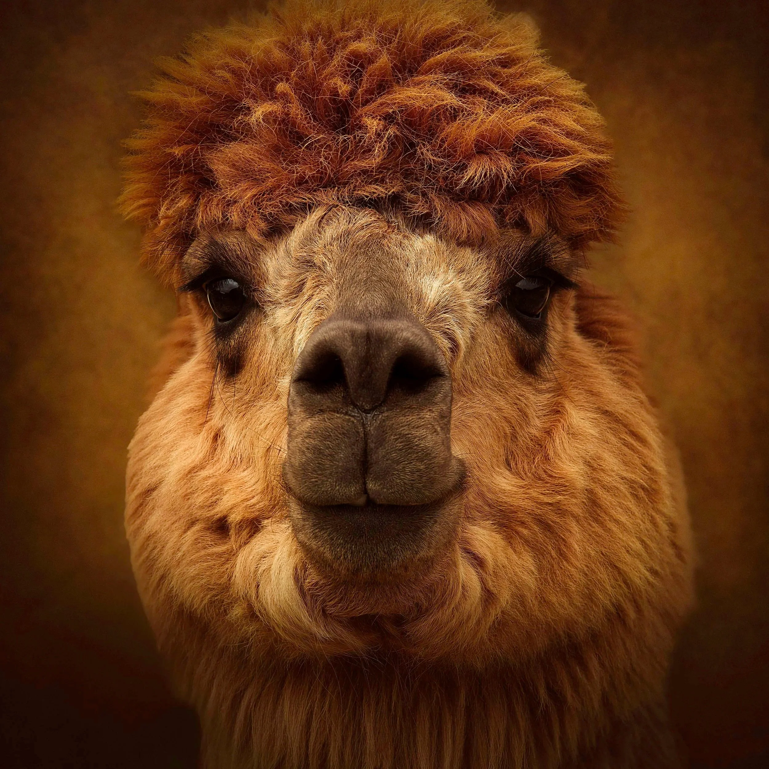 Duke of Denali