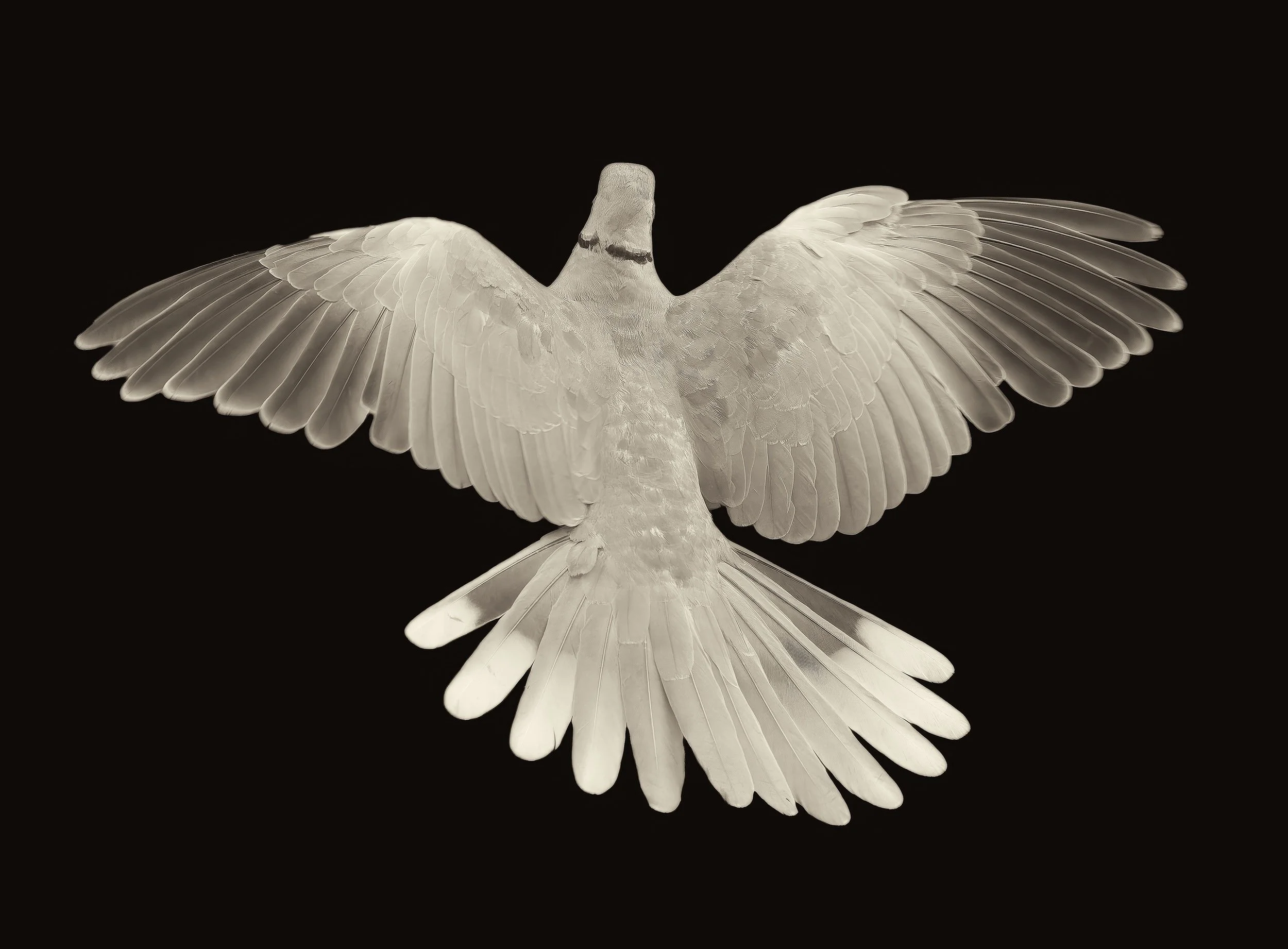 Eurasian Dove