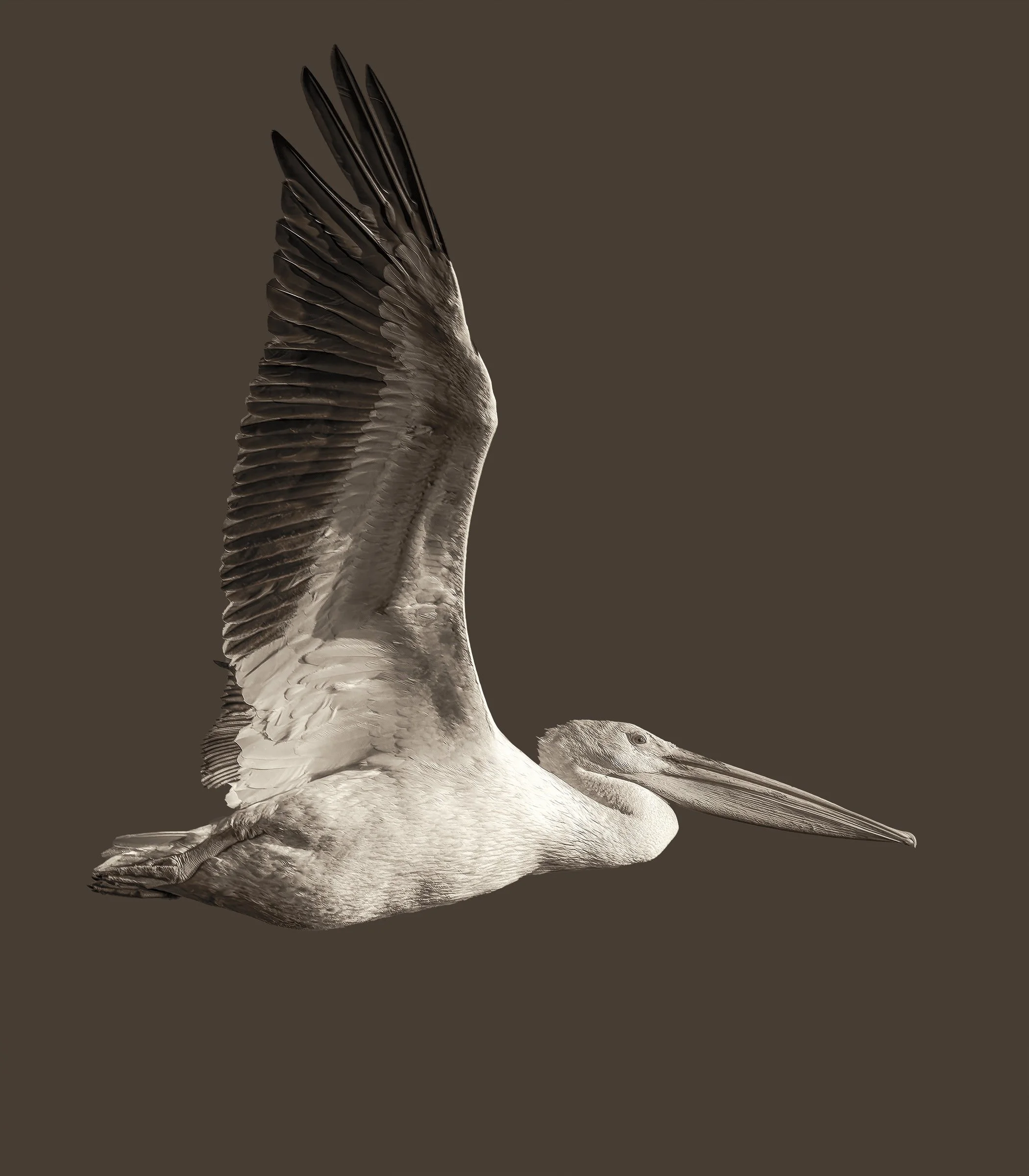 American White Pelican