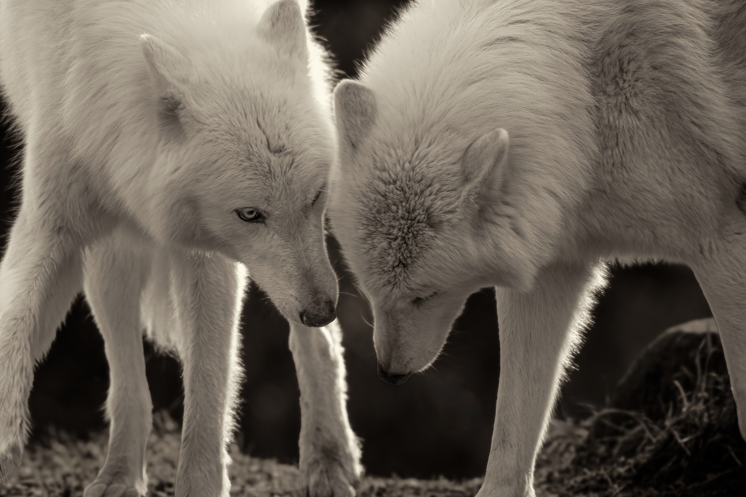 Gray Wolves (Sisters)