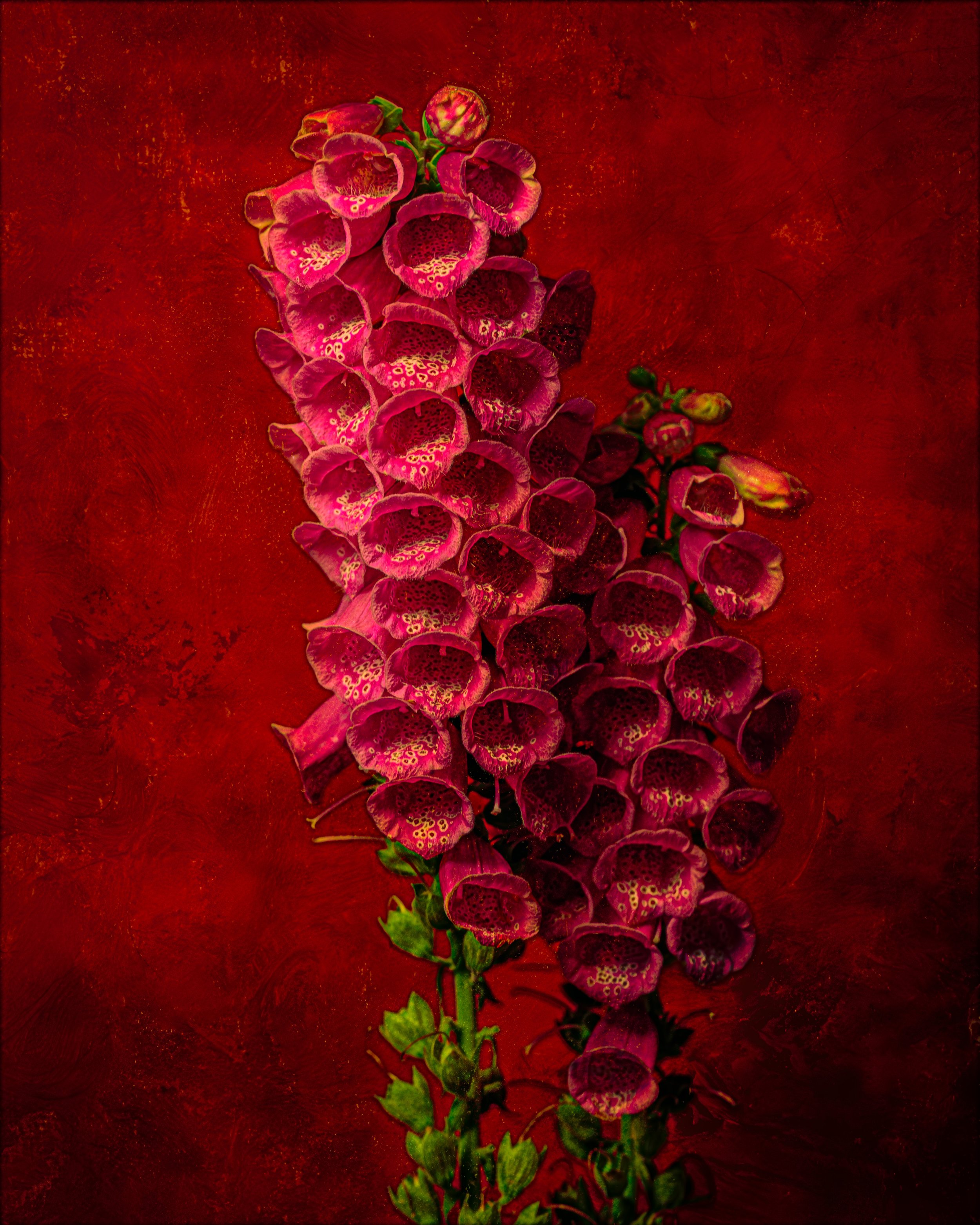 Foxglove Cascade