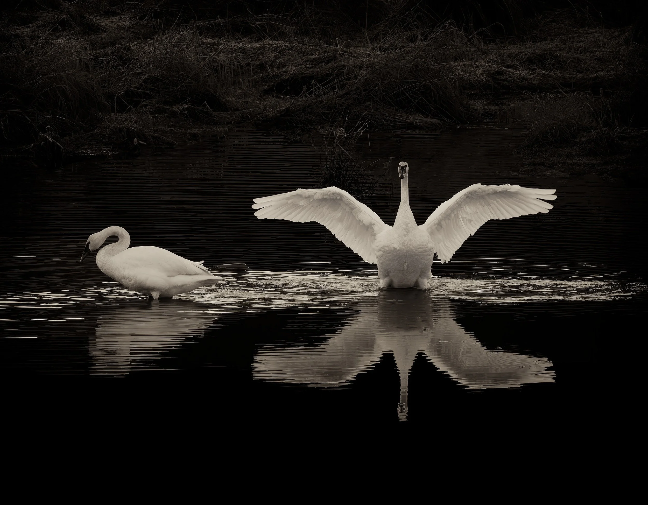 Trumpeter Swans, Chimacum