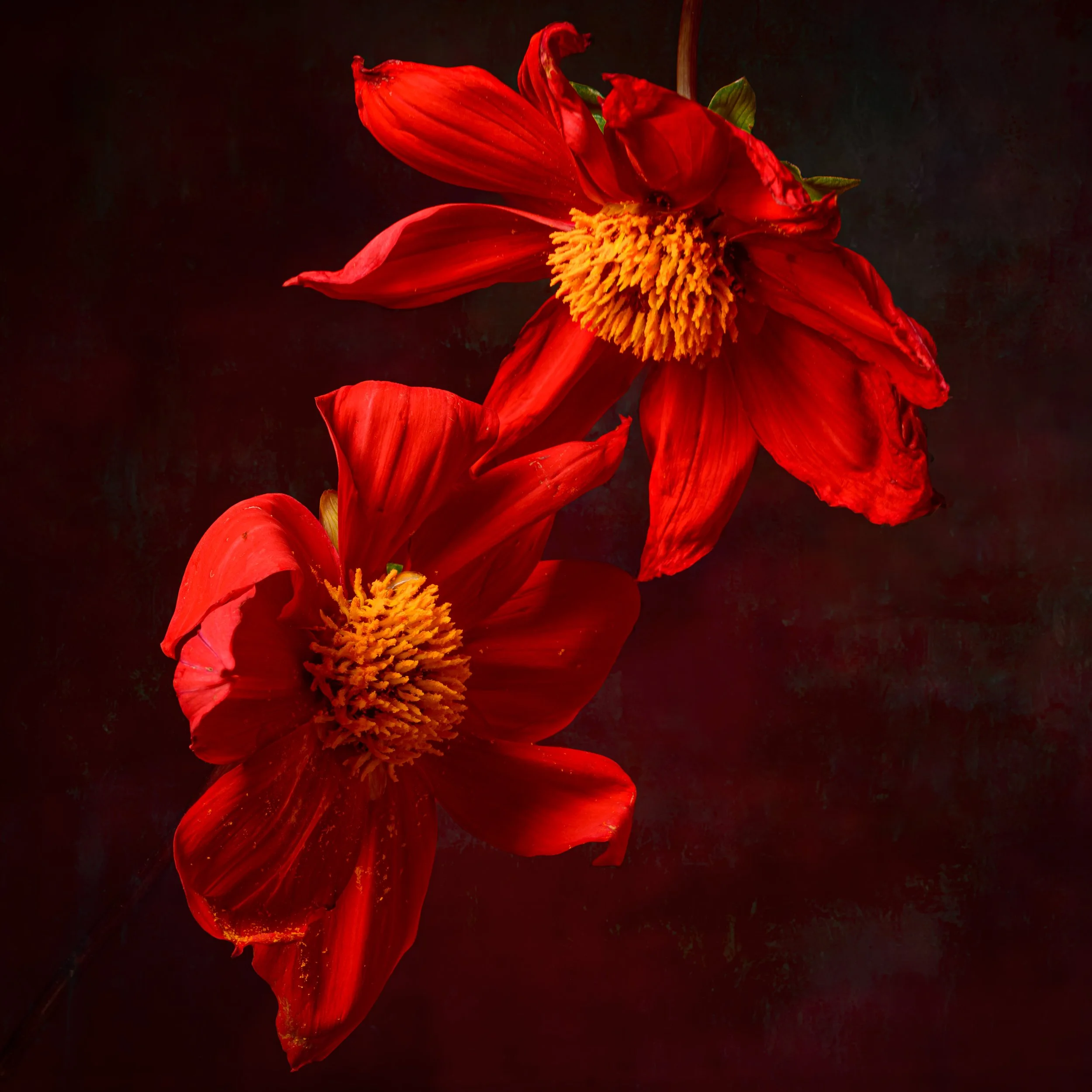Dahlias_2red.jpg