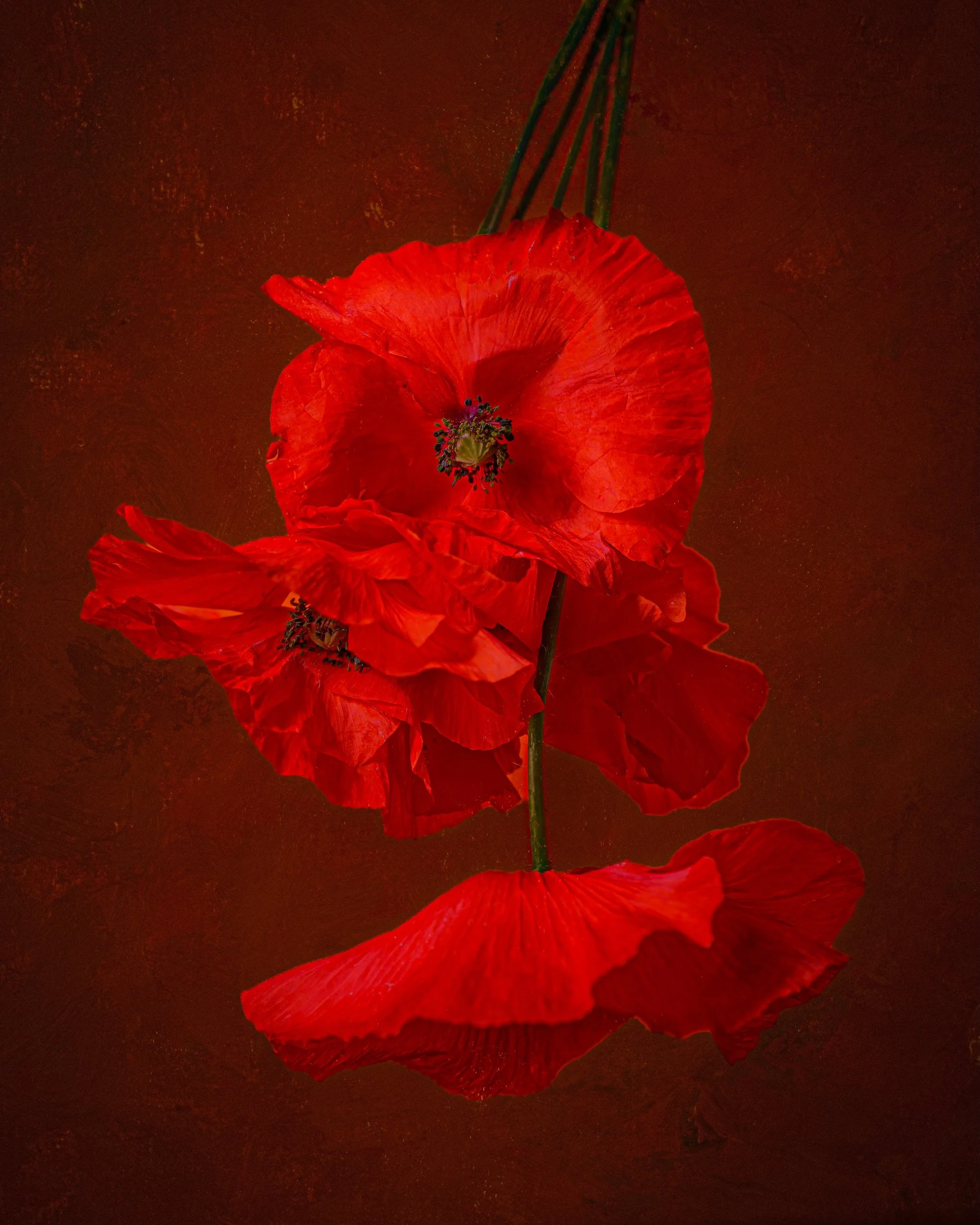 Belle Époppy
