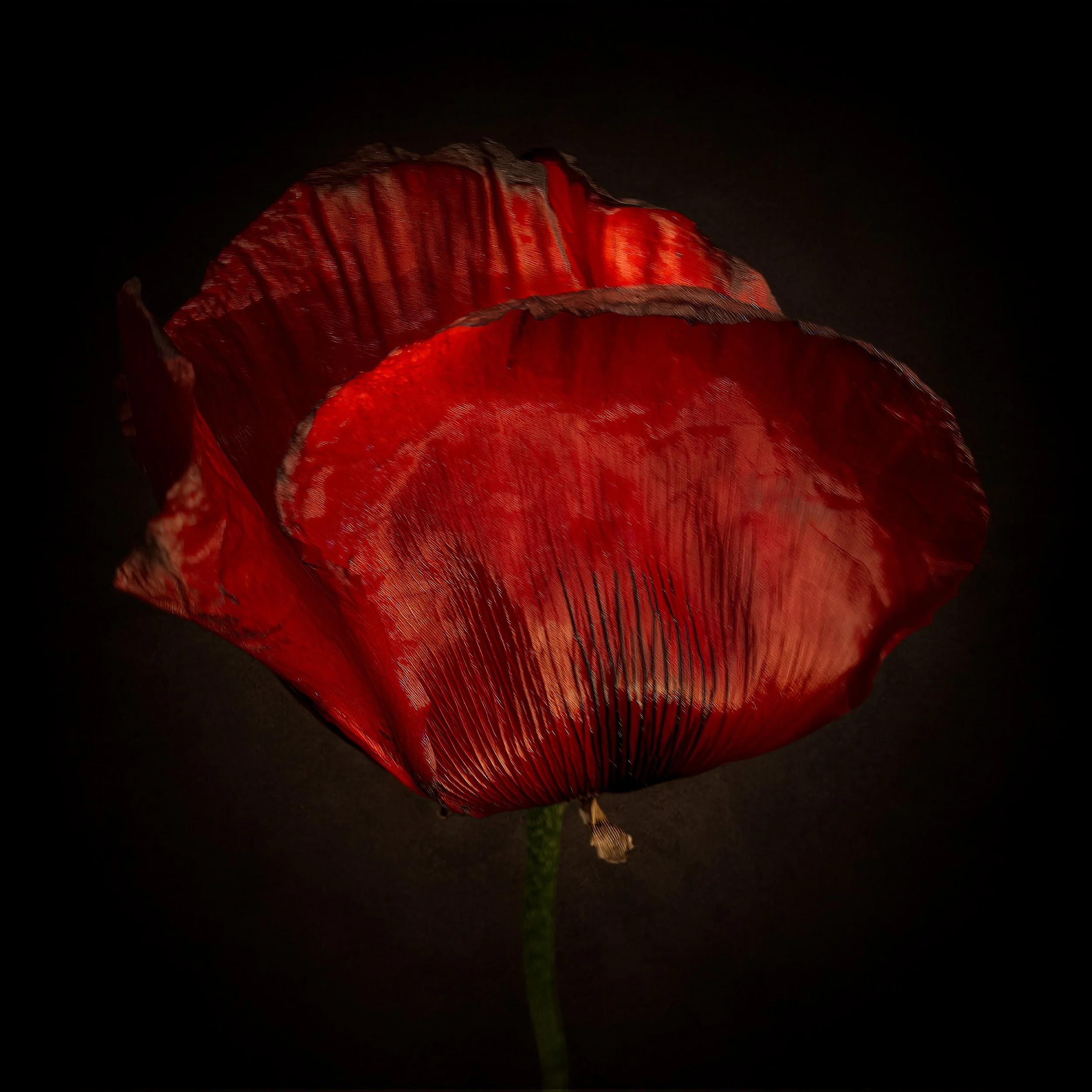 RedPoppy1.jpg