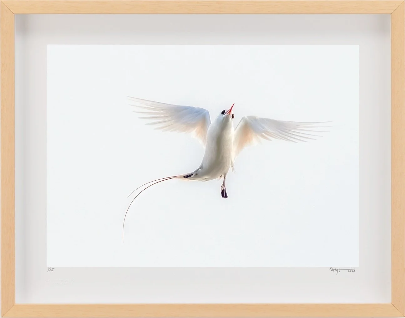 Tropicbird.jpg
