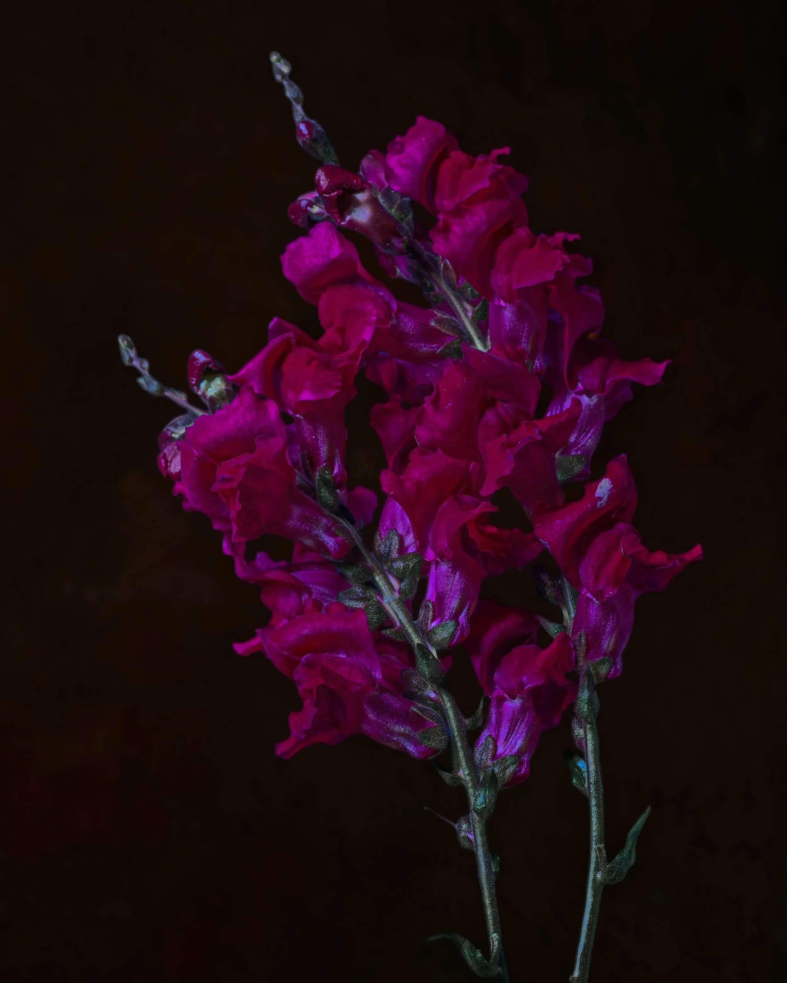 Purple Haze