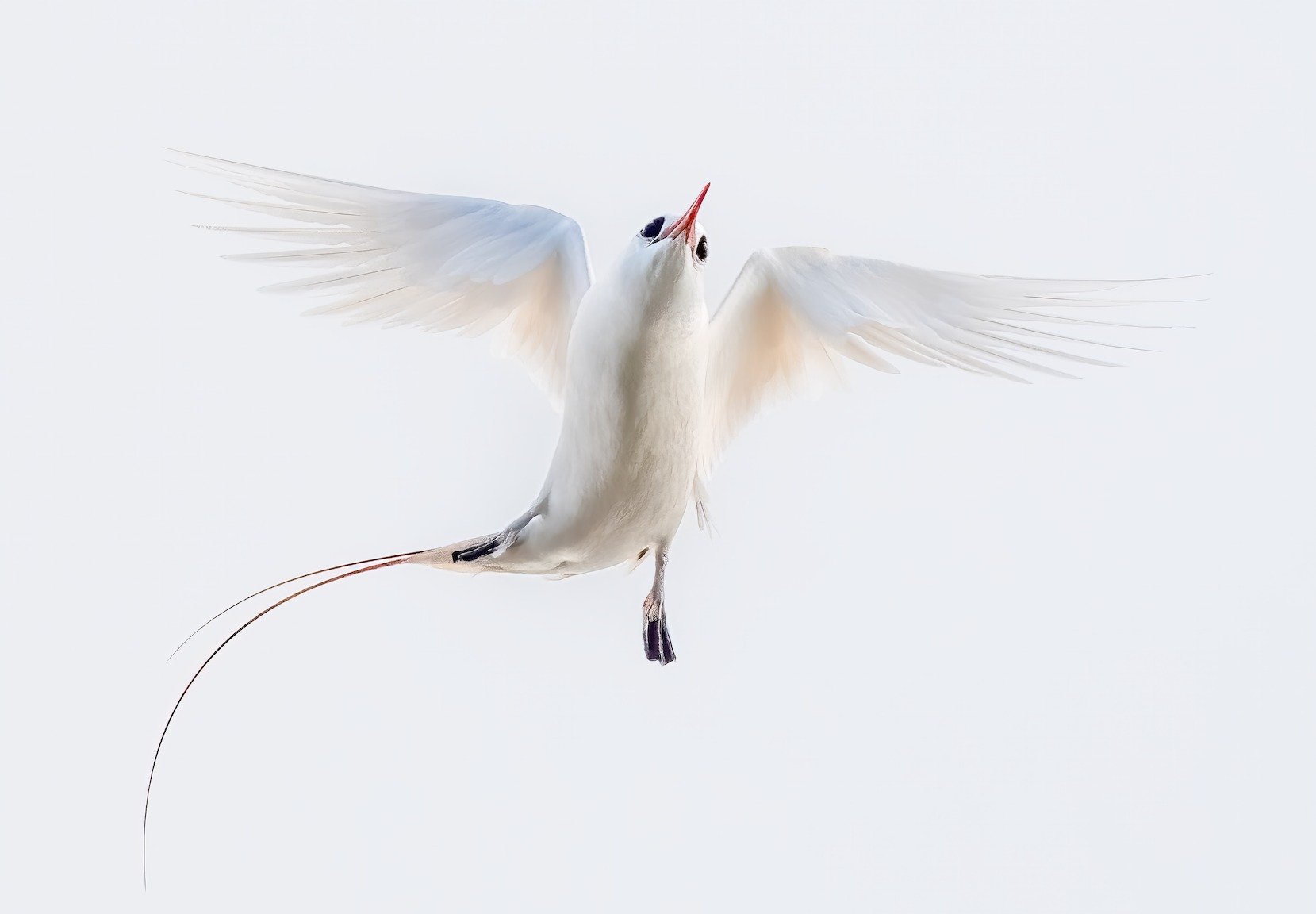 Red-tailed Tropicbird