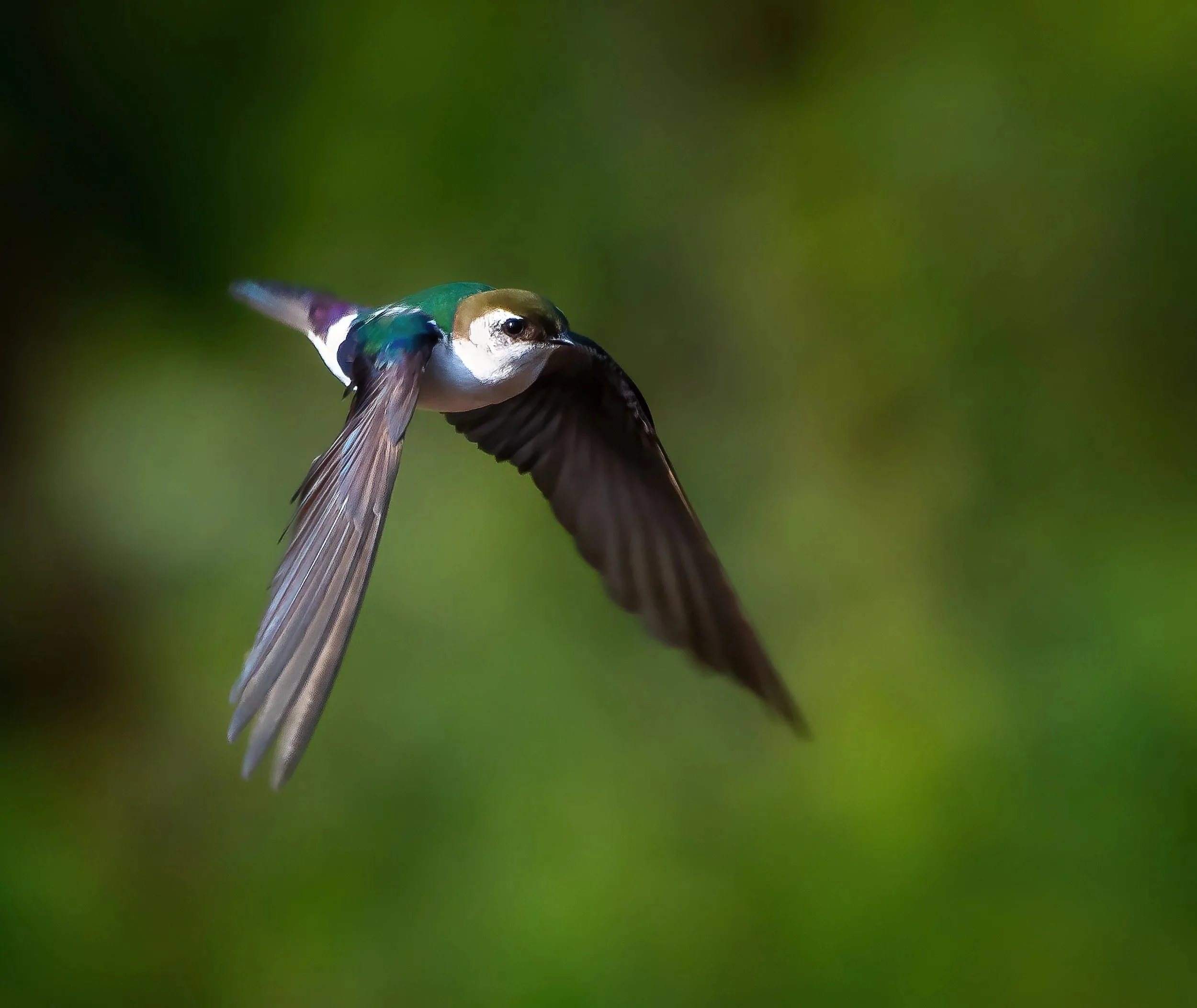 Violet-green Swallow