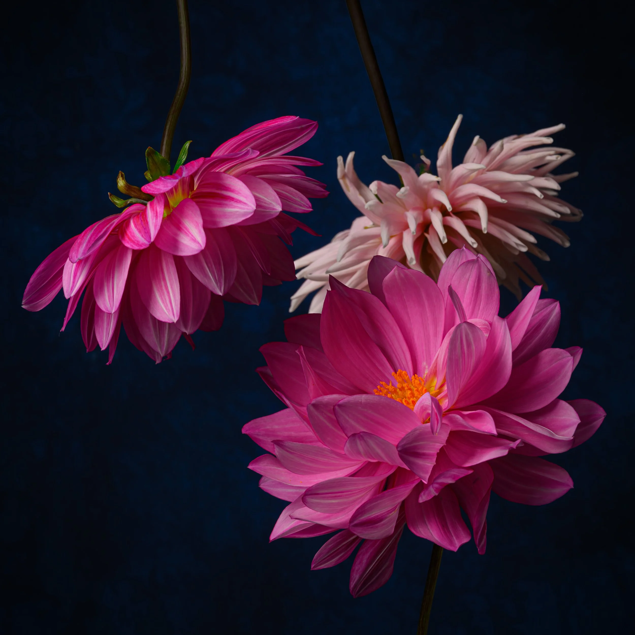 Dahlia Dance
