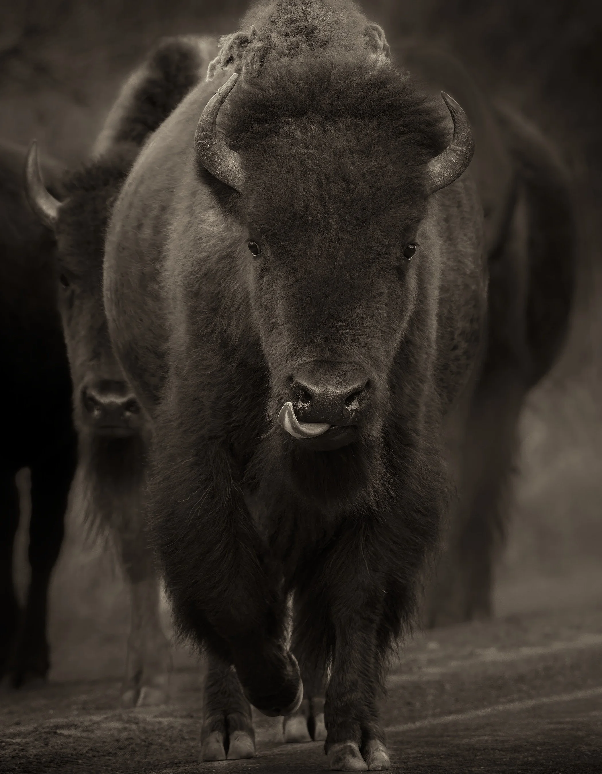 American Bison, Yellowstone