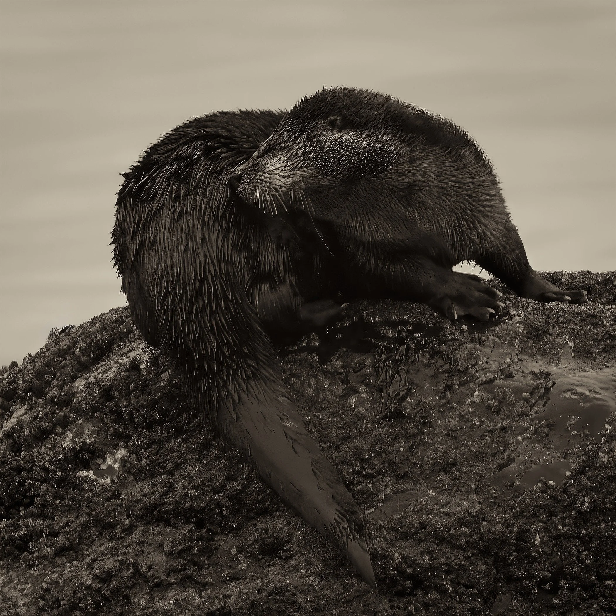 River Otter
