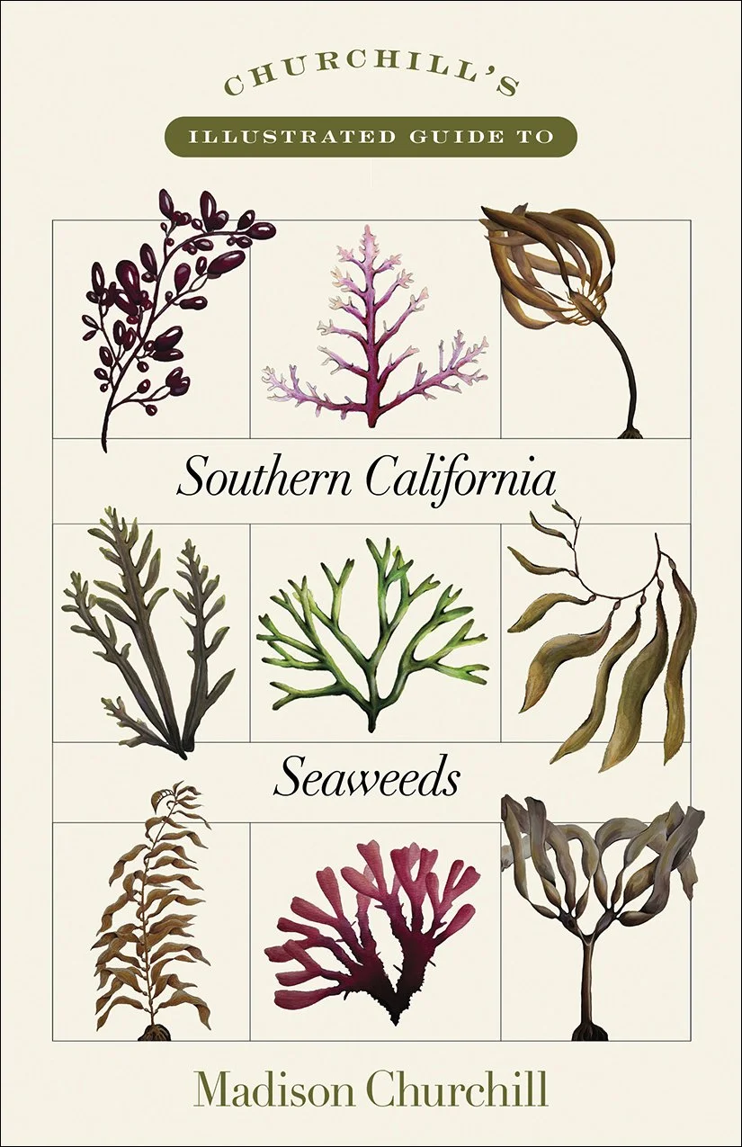 Churchill'sGuide_Seaweeds-KellnerBookDesign.jpg