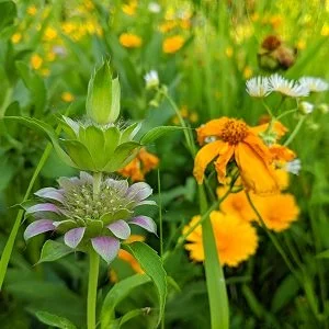 native+wildflowers+coreopsis+and+monarda.jpg