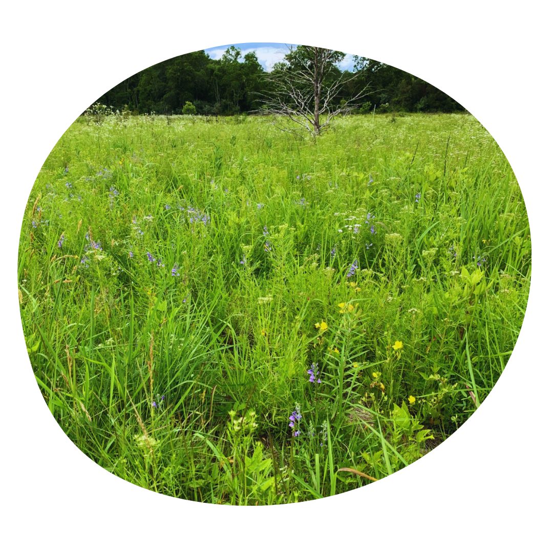 Rare Native Plants: Conserving the Remnant Grasslands of Virginia