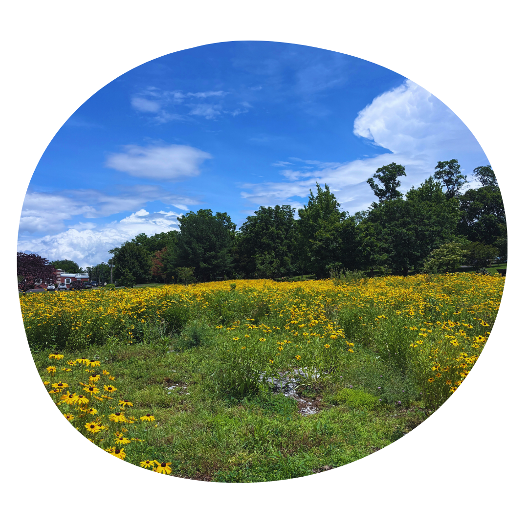 Celebration at the Winchester Meadow