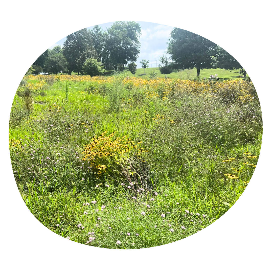 Winchester Meadow Makers