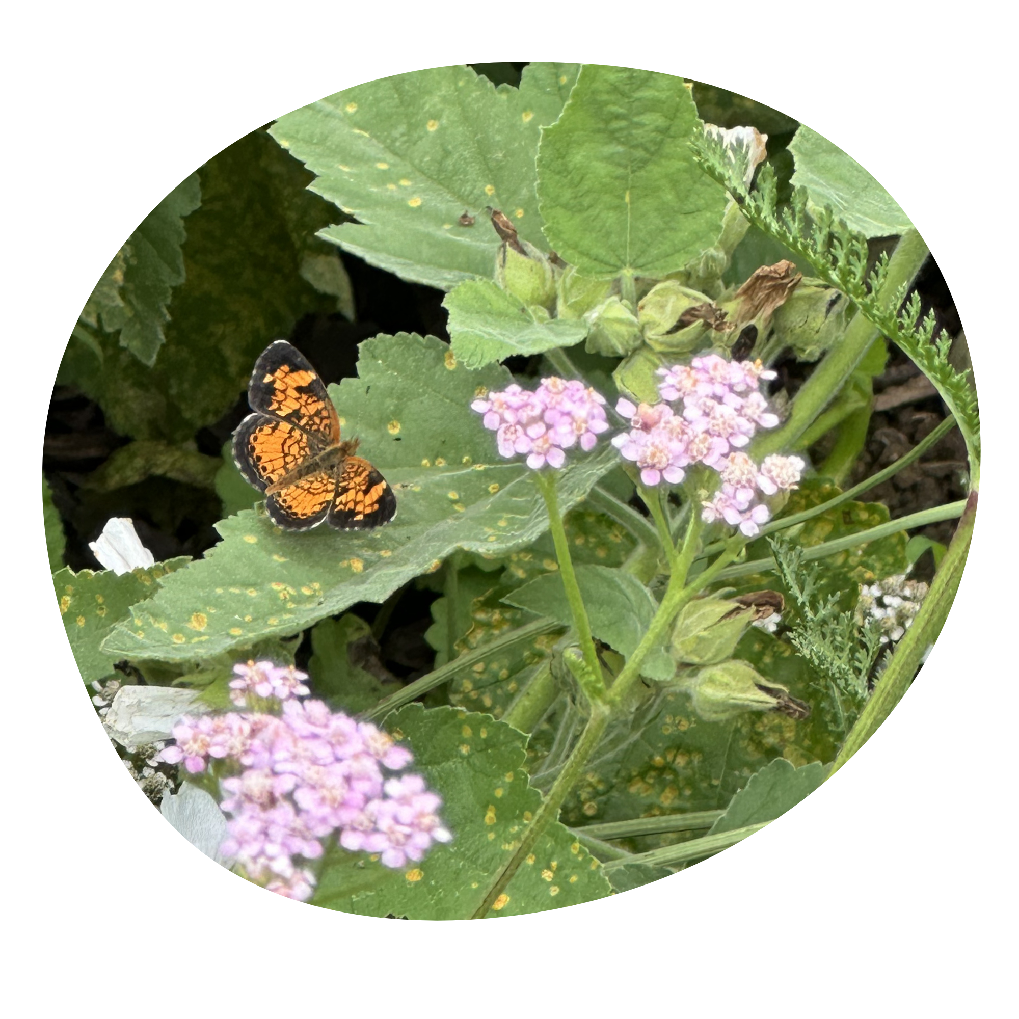 Pollinator Paradise Garden Tour