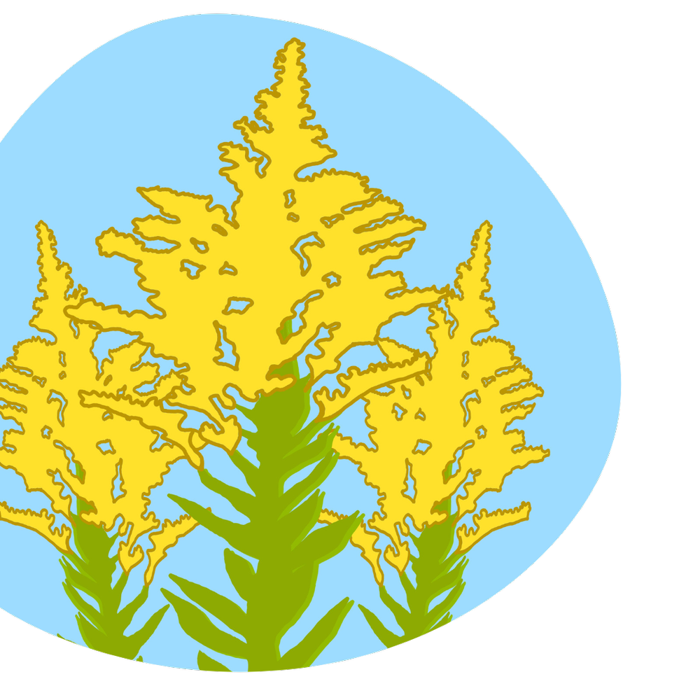 August 19, 2022 Canada Goldenrod — Sustainability Matters